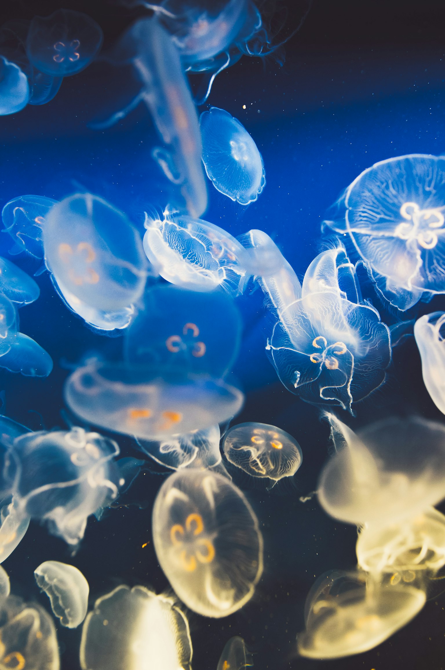 A group of translucent jellyfish floating against a blue background