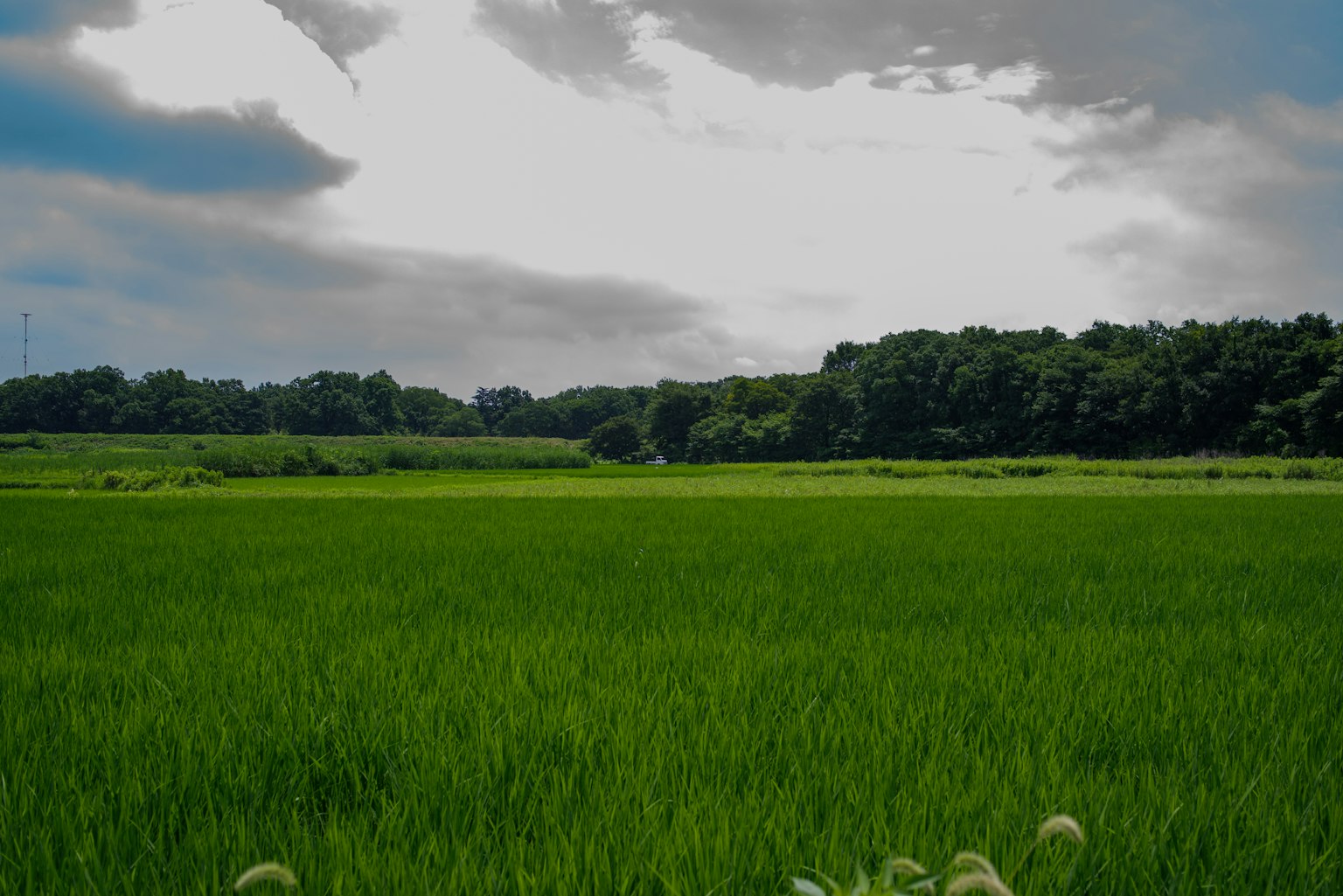 Ladang padi hijau subur dengan latar belakang hutan di bawah langit mendung