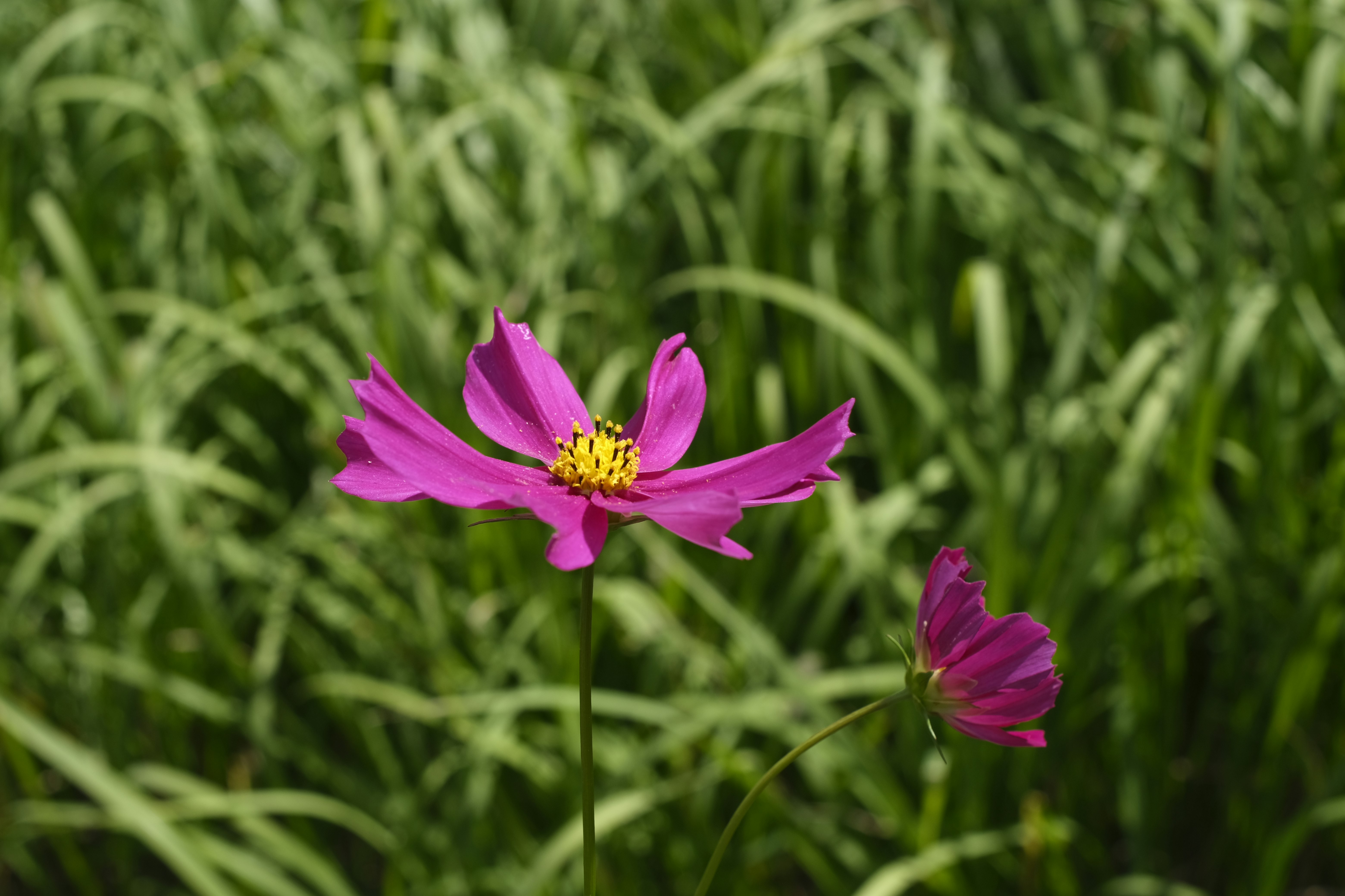 芝生の上に咲くピンクのコスモスの花