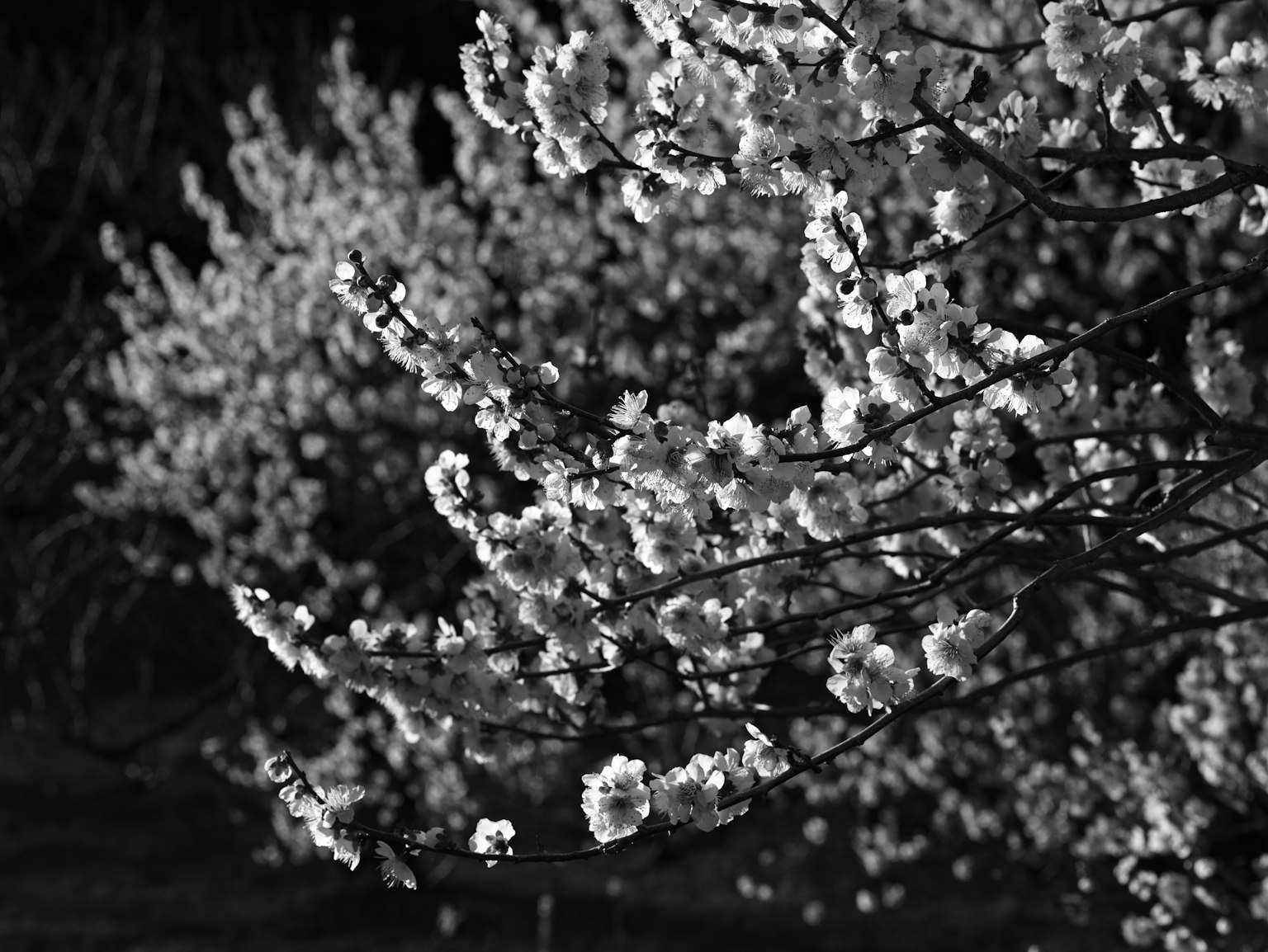 Ramas de árboles en flor con flores blancas sobre fondo oscuro