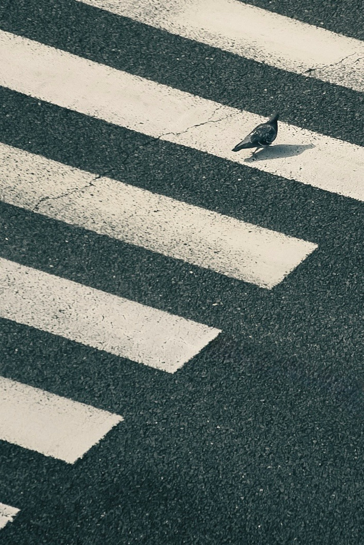 白い横断歩道の上にいる鳩の写真