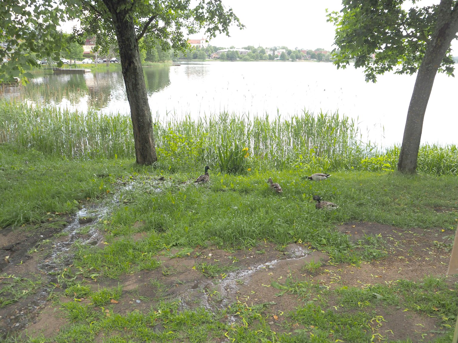Trees by the lakeside with green grass and a reflective water surface