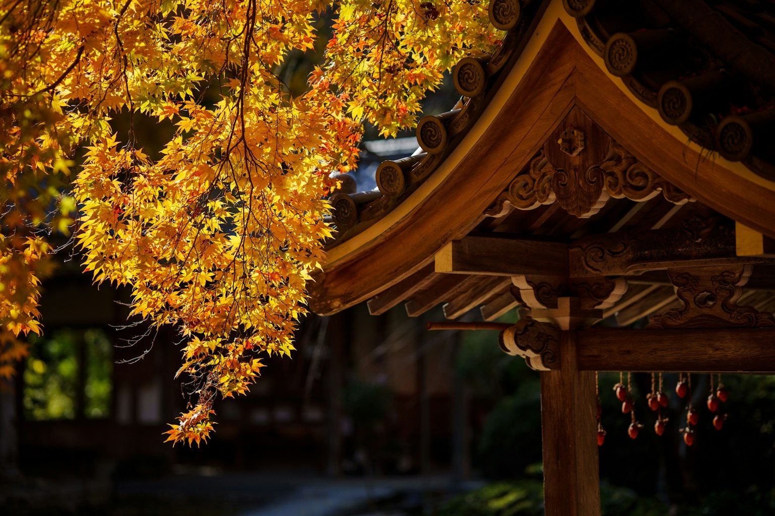 Toit d'un bâtiment traditionnel japonais avec des feuilles d'automne vibrantes