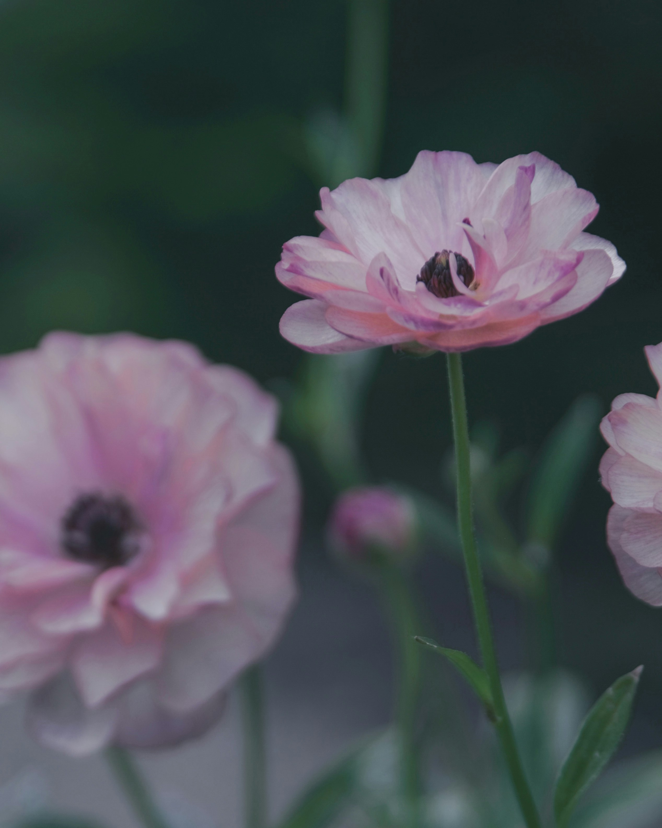 Primer plano de flores de anémona rosadas en flor