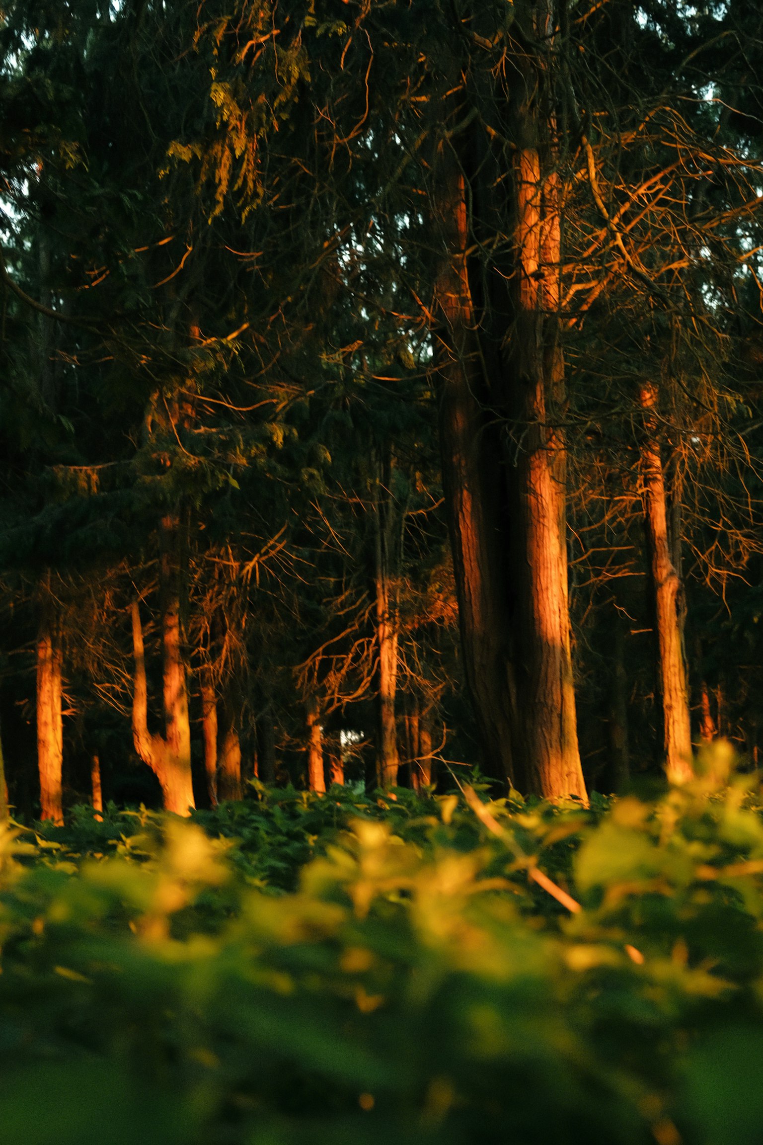 Grands arbres dans une forêt avec la lumière du soleil filtrant et un feuillage vert vibrant