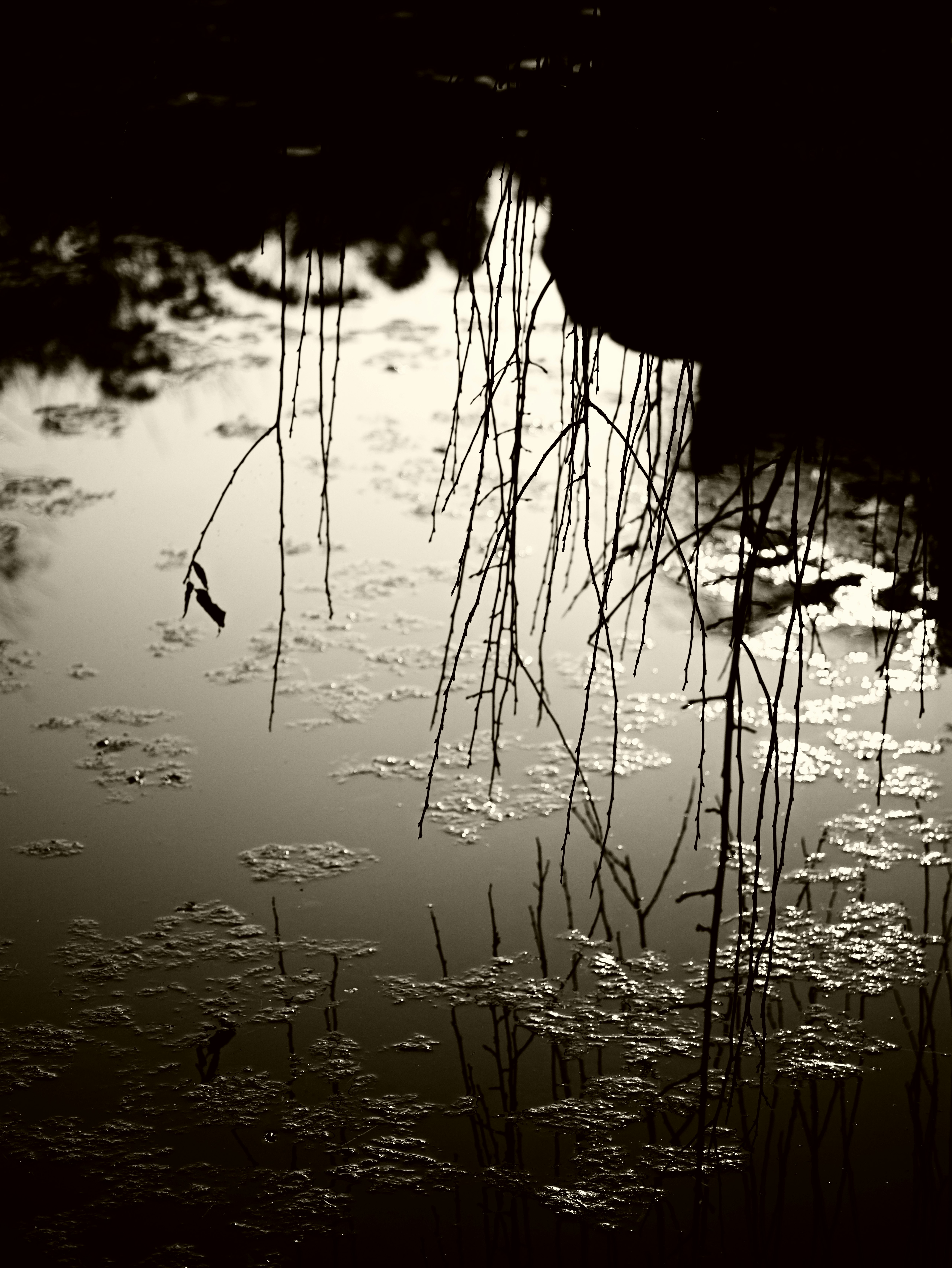 Tranquilidad de un estanque con juncos secos y plantas reflejados en la superficie del agua