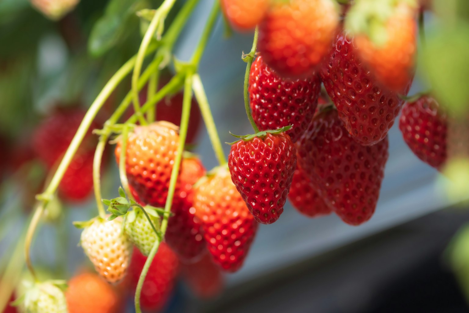 Fraises rouges vives suspendues à une branche