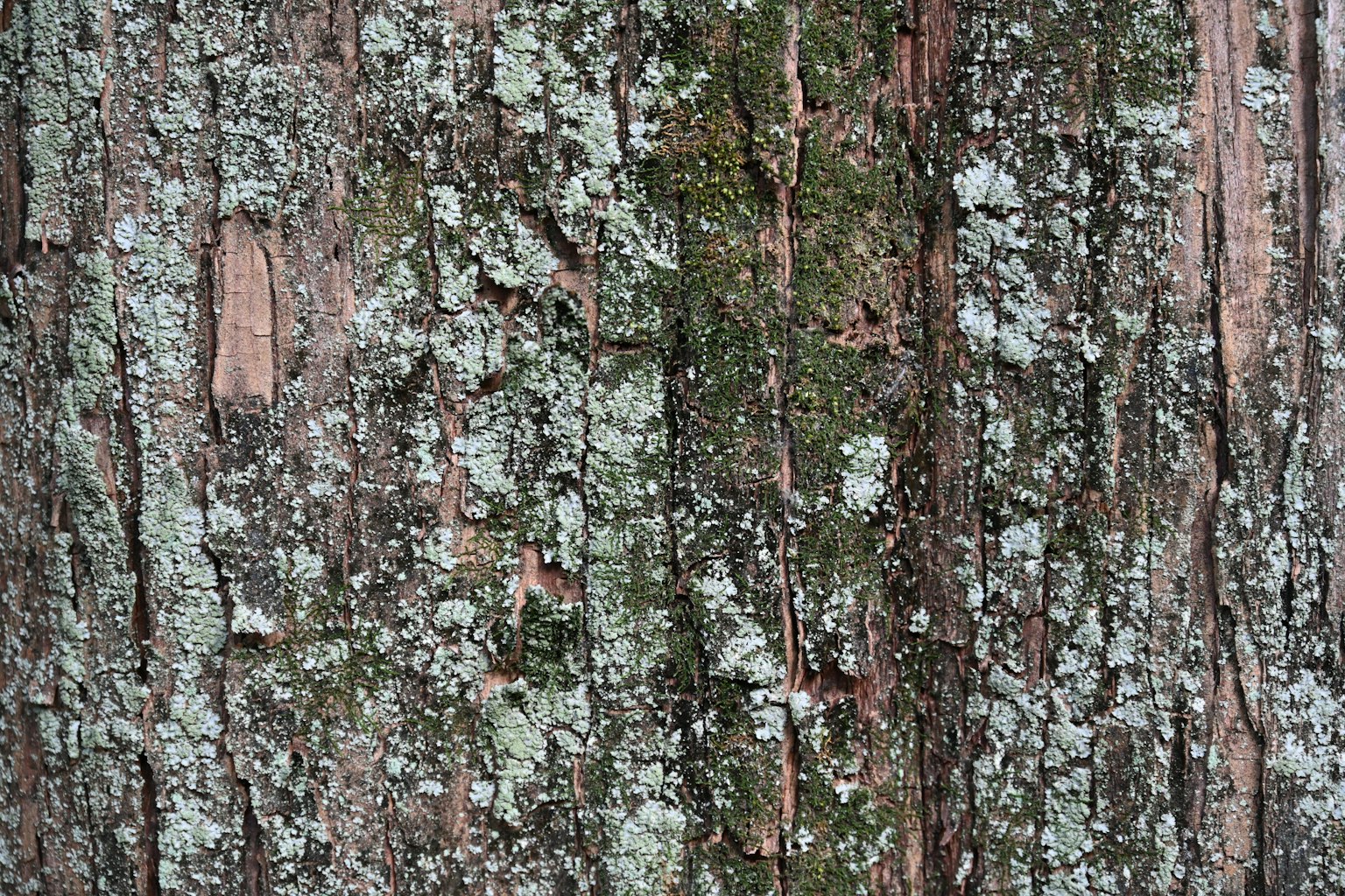 Testura dettagliata della corteccia dell'albero con motivi di muschio