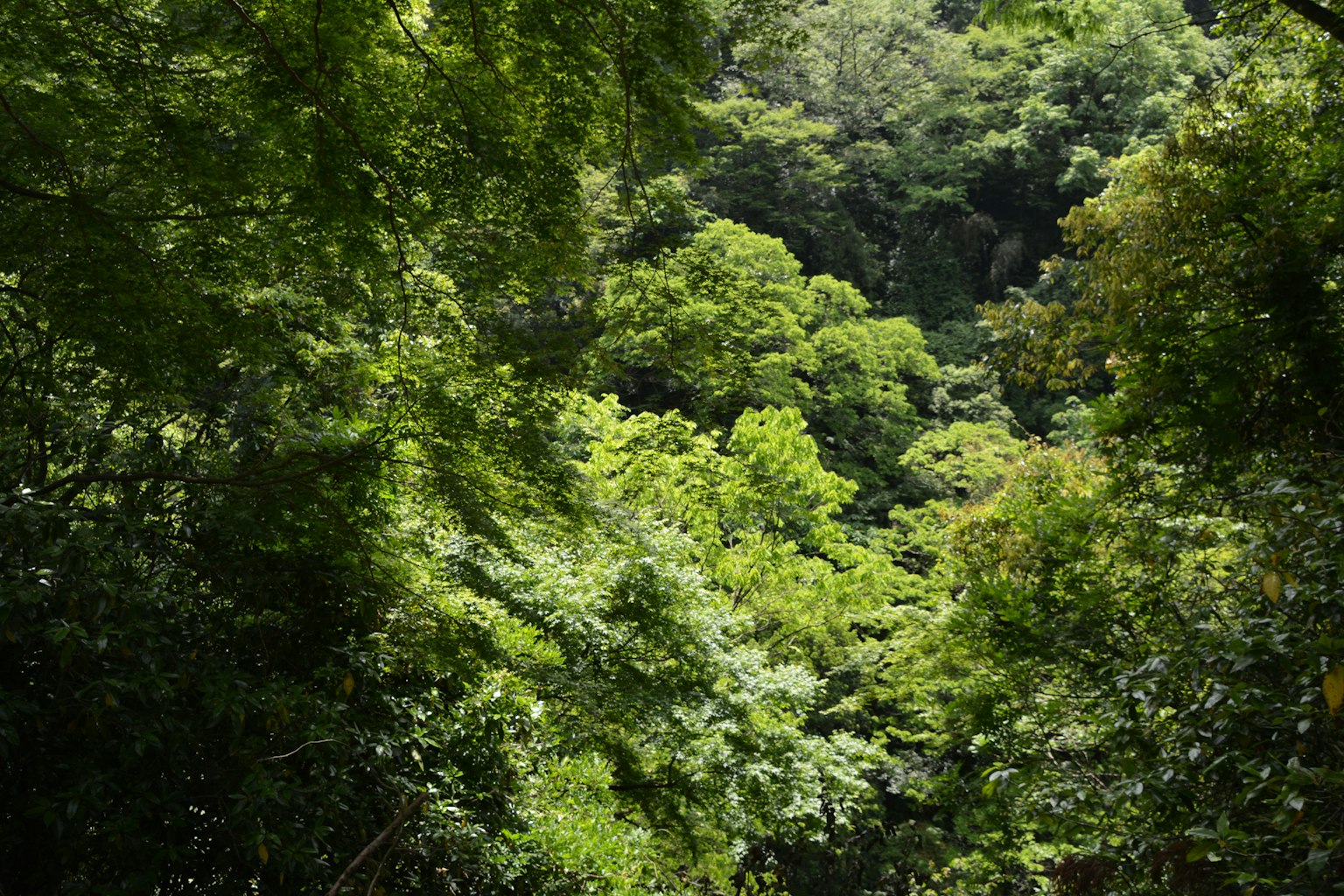 Scène de forêt luxuriante avec un feuillage vert dense