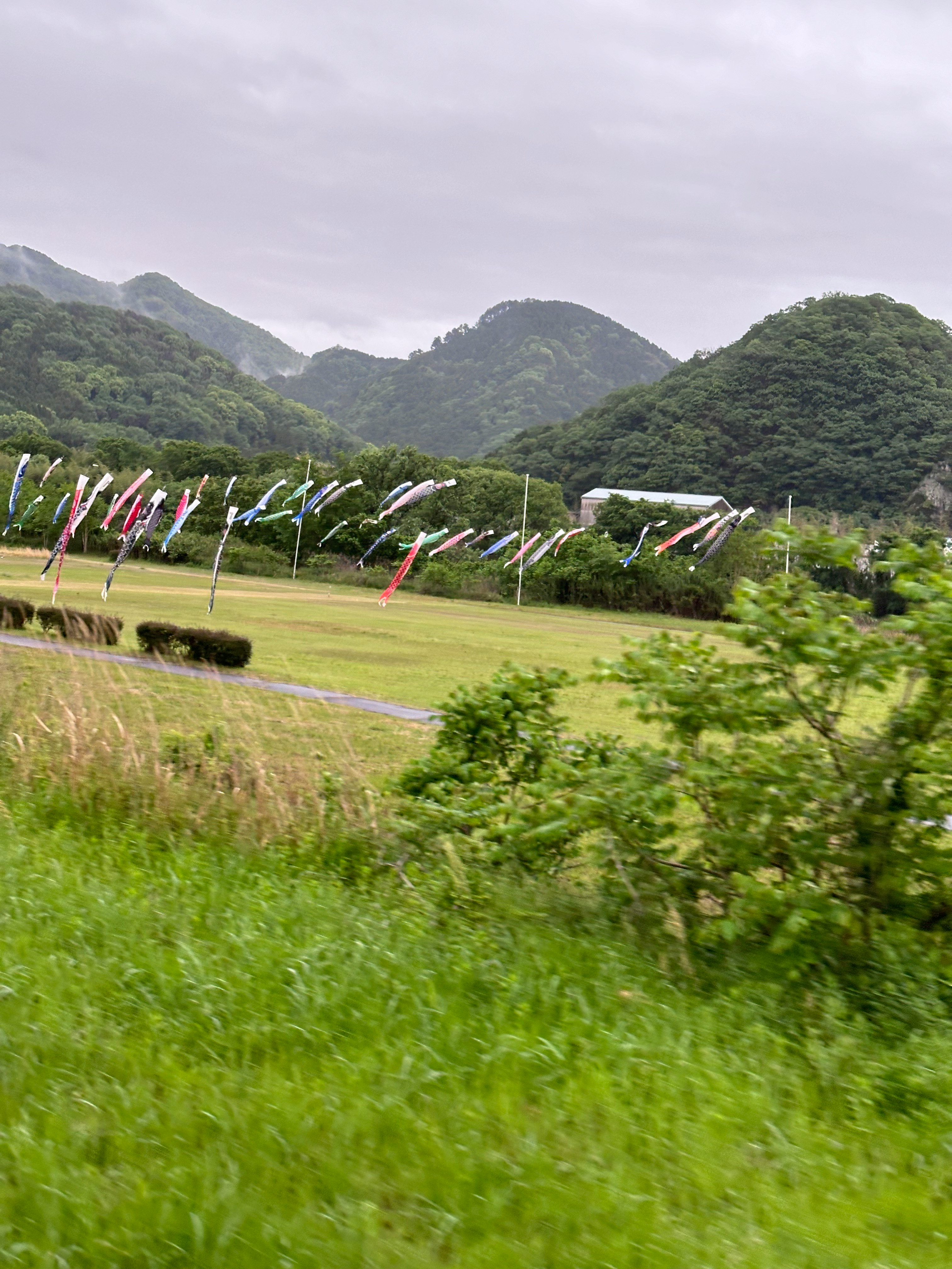 山あいの草地に並ぶ鯉のぼり
