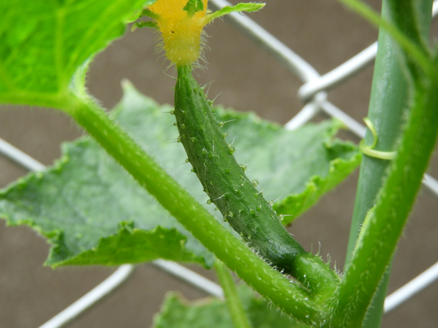 Cetriolo verde che cresce tra le foglie