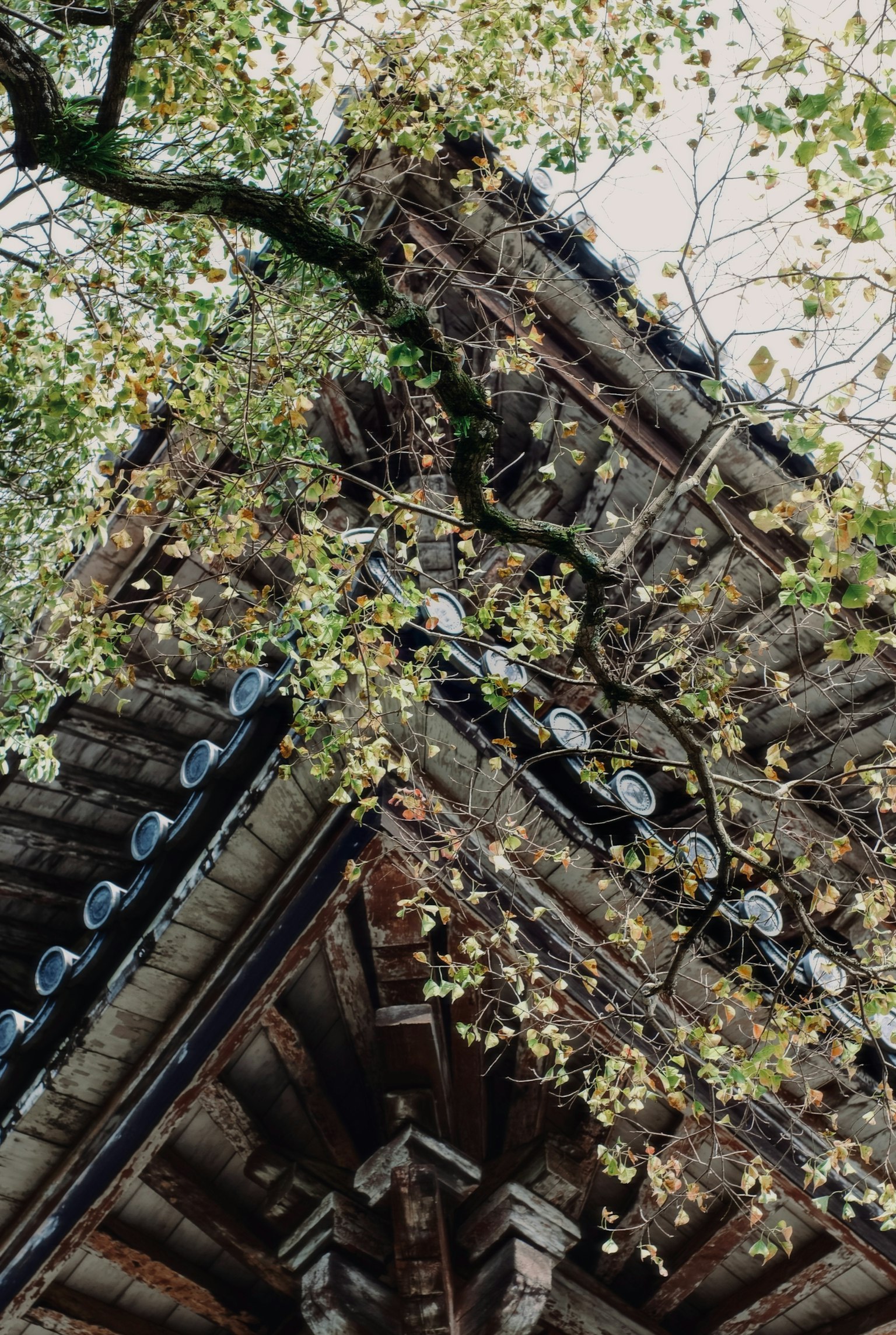 Parte de un techo de un edificio antiguo entrelazado con hojas de árbol