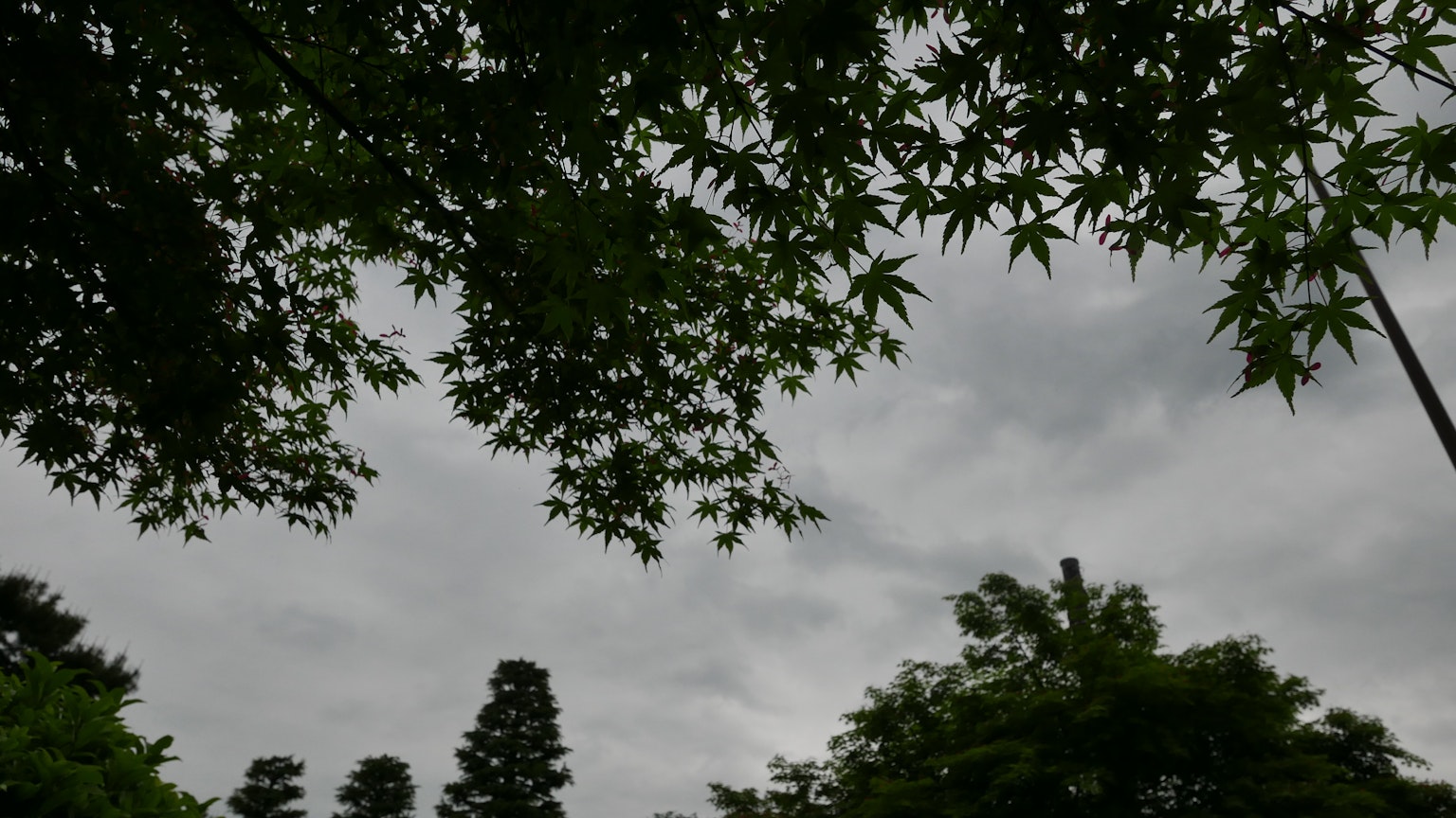 Paesaggio naturale con cielo grigio e foglie verdi