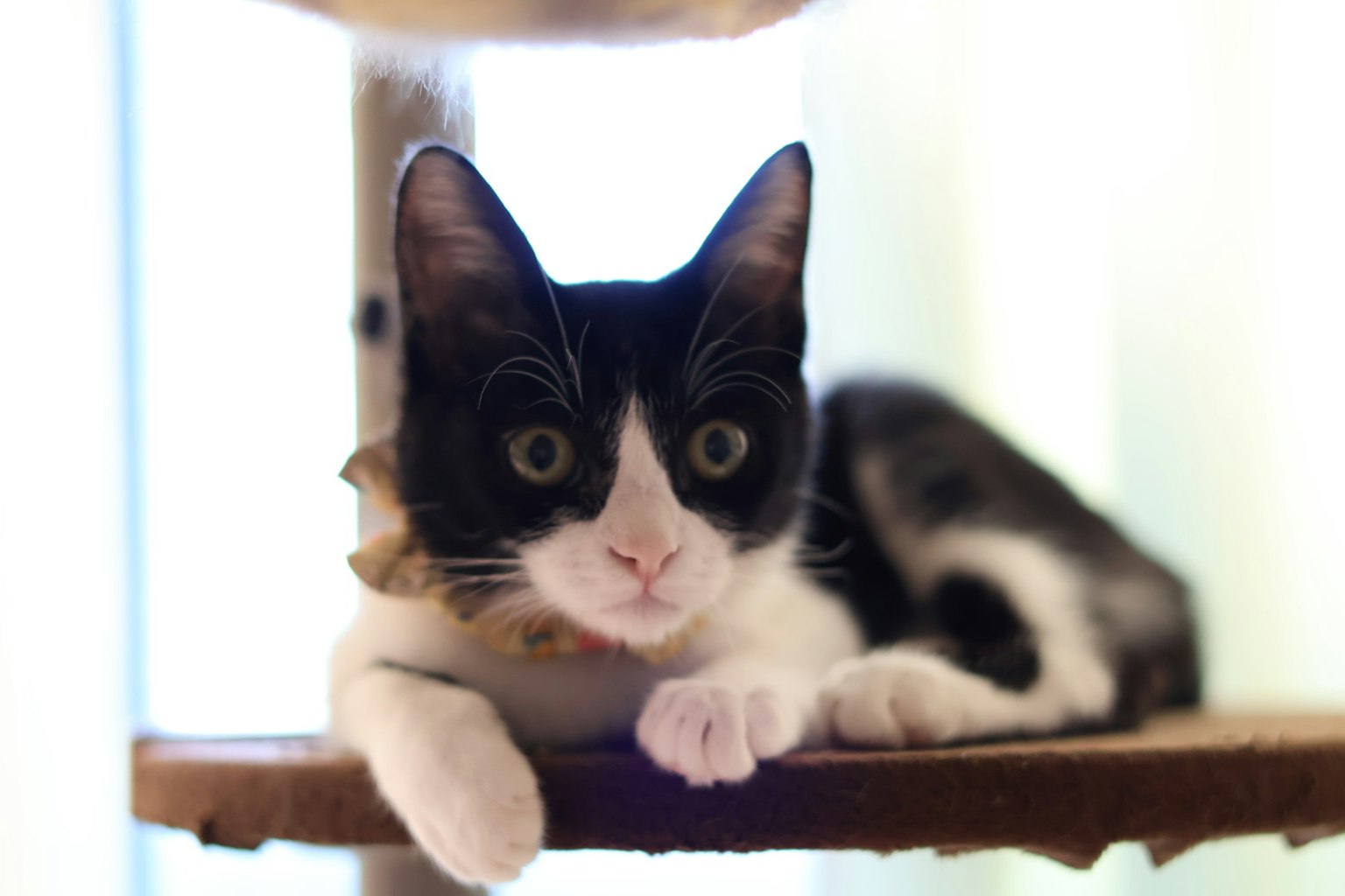 Gatto bianco e nero che si rilassa su un albero per gatti