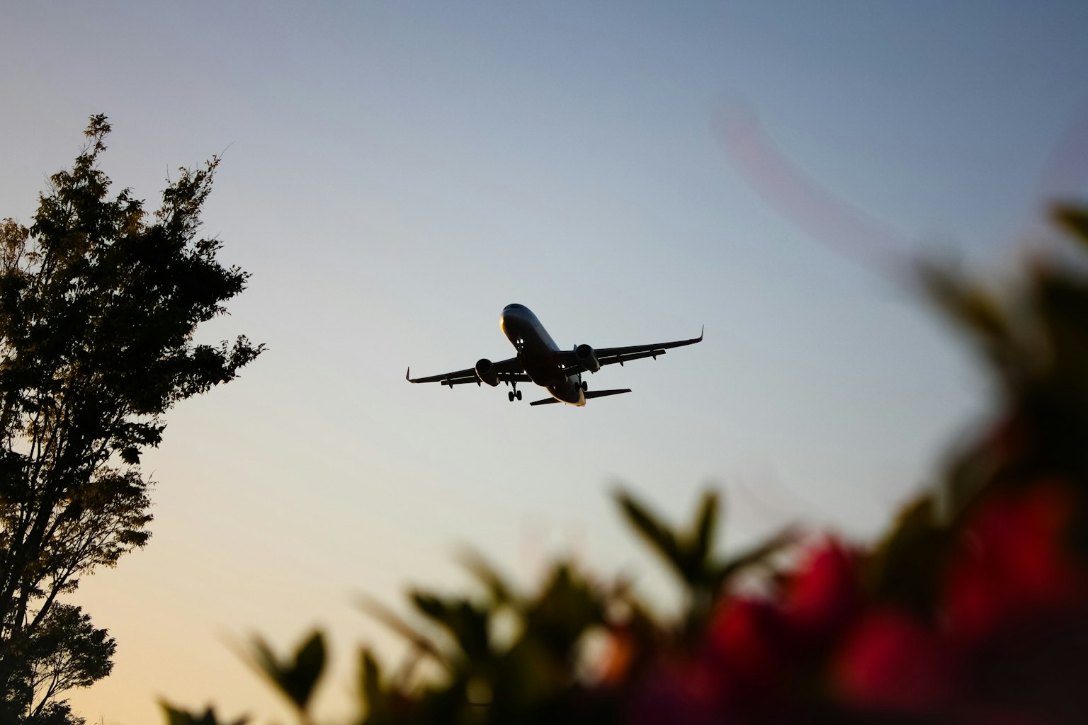 夕焼けの中を飛ぶ飛行機と前景の植物