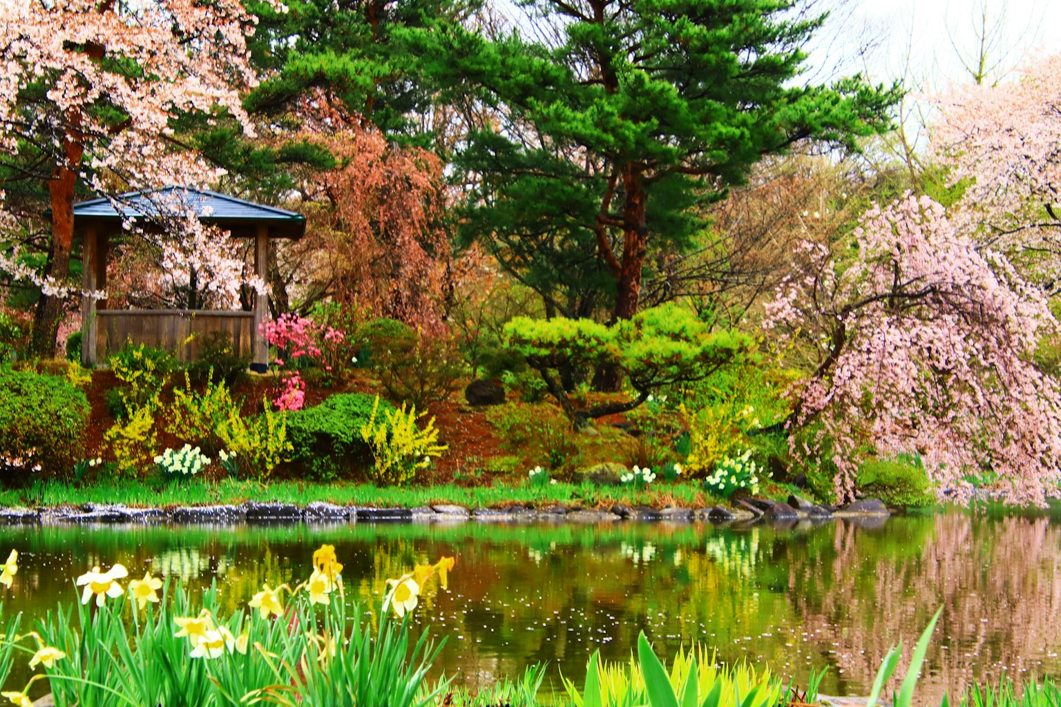 Schöne japanische Gartenlandschaft mit Kirschblüten und üppigem Grün, das sich im Teich spiegelt