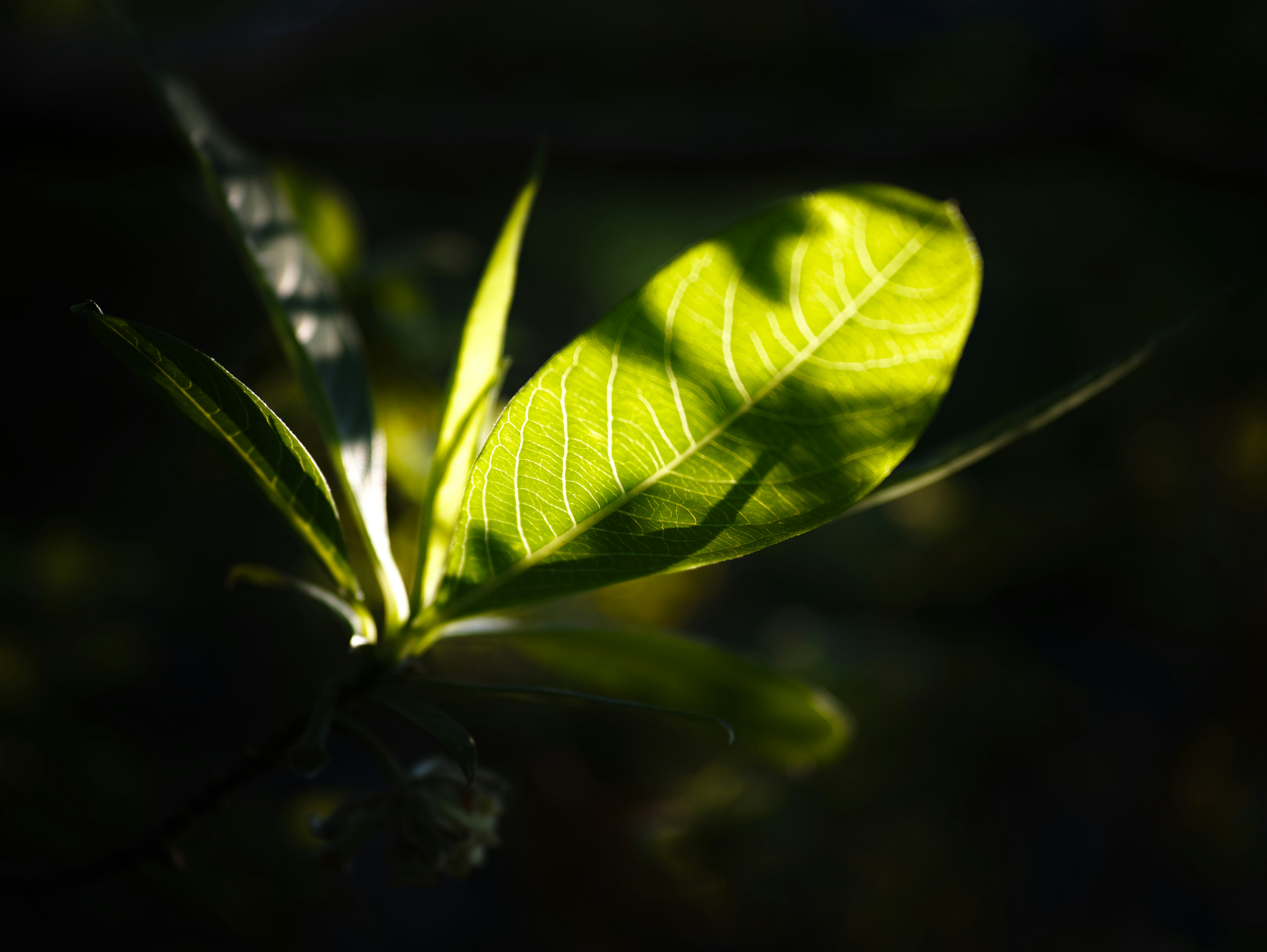 葉のしずくと新芽のある植物のクローズアップ