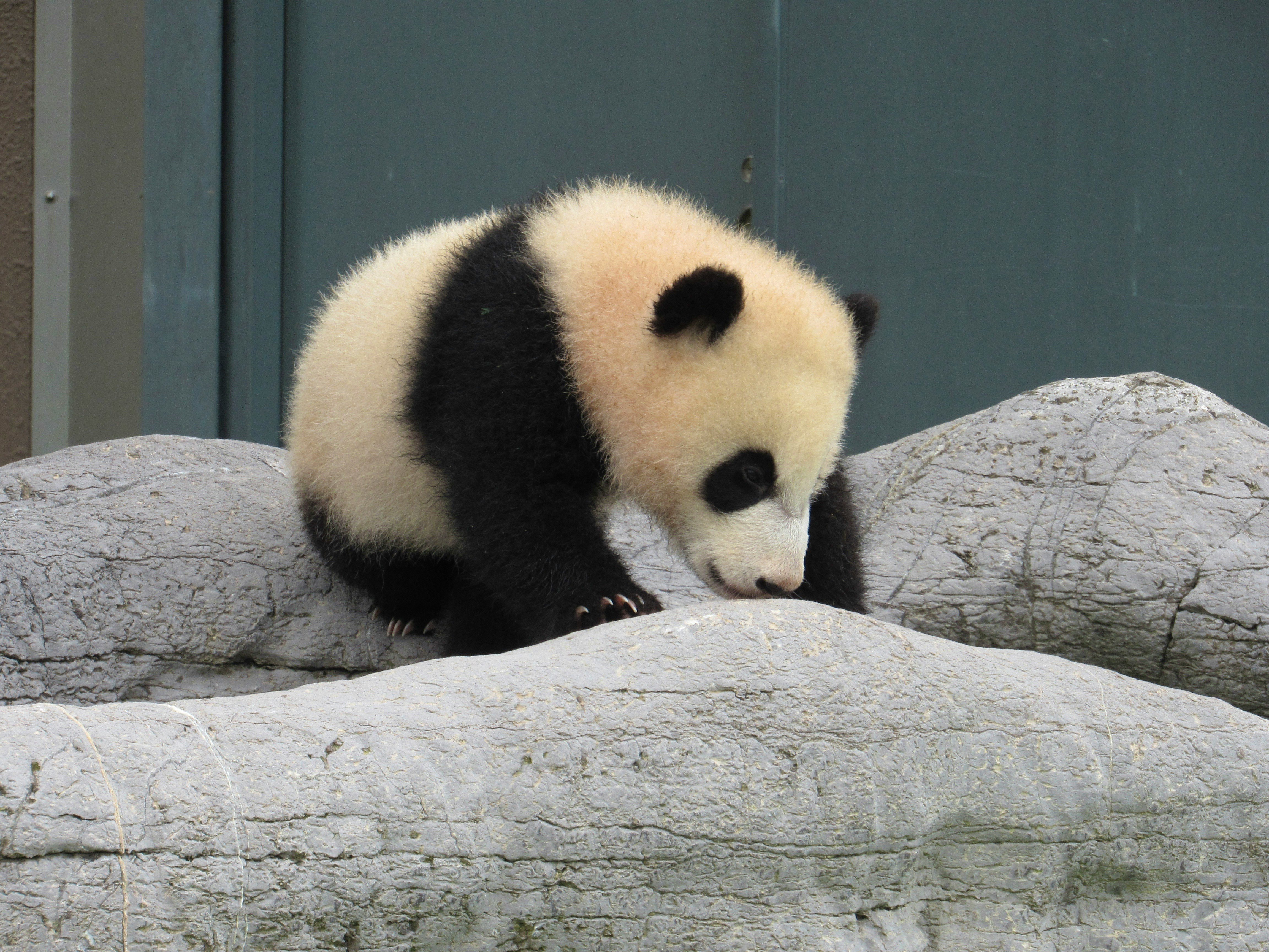 動物園で寝そべるパンダの子