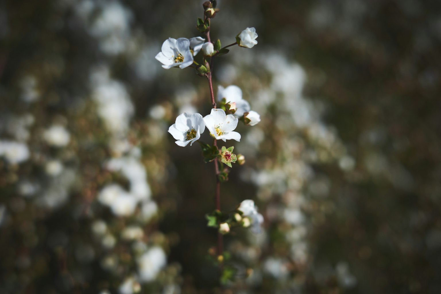 ภาพระยะใกล้ของกิ่งก้านเรียวที่มีดอกไม้สีขาวพื้นหลังเบลอ