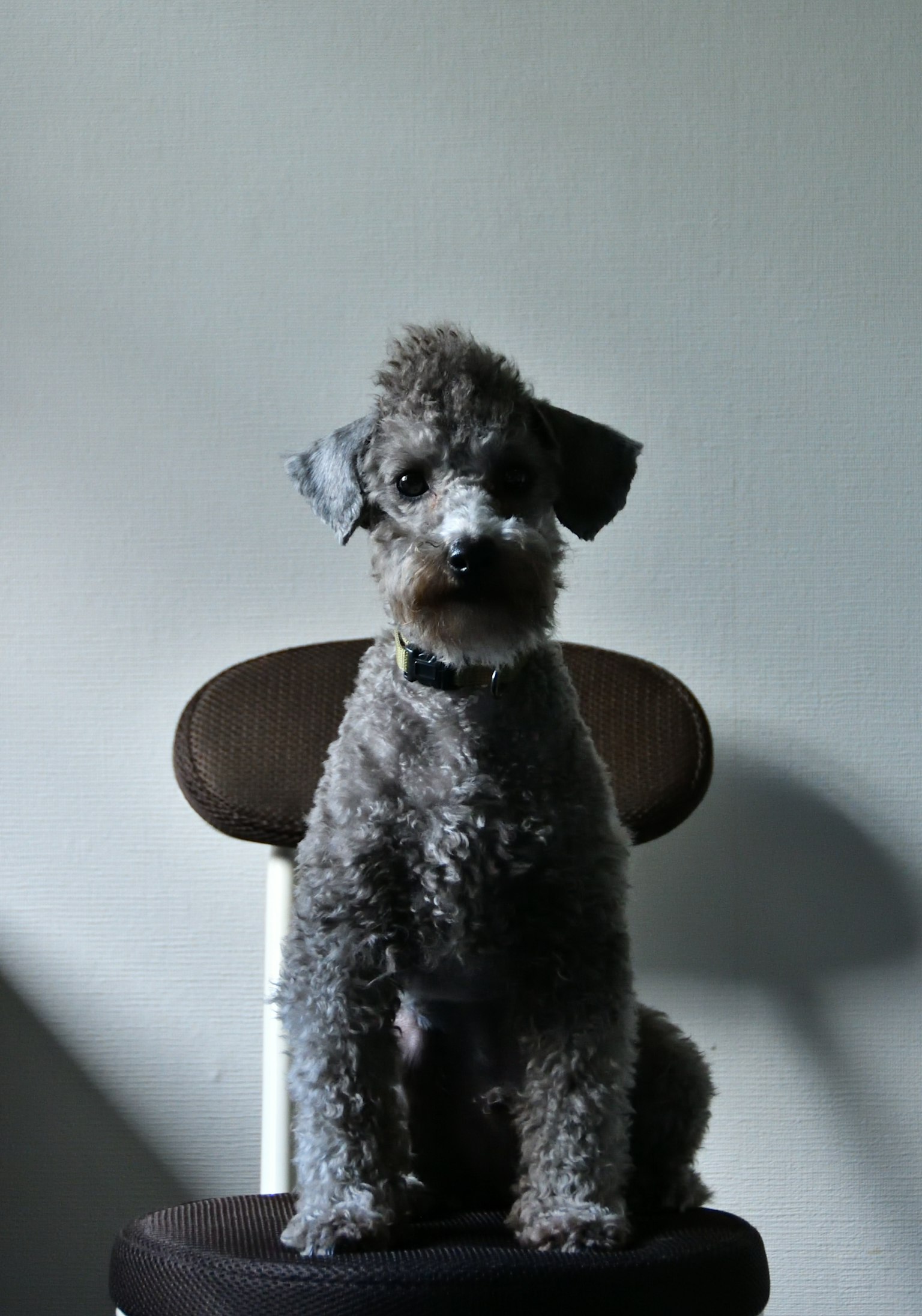 Un perro negro sentado en una silla con orejas distintivas y pelaje esponjoso