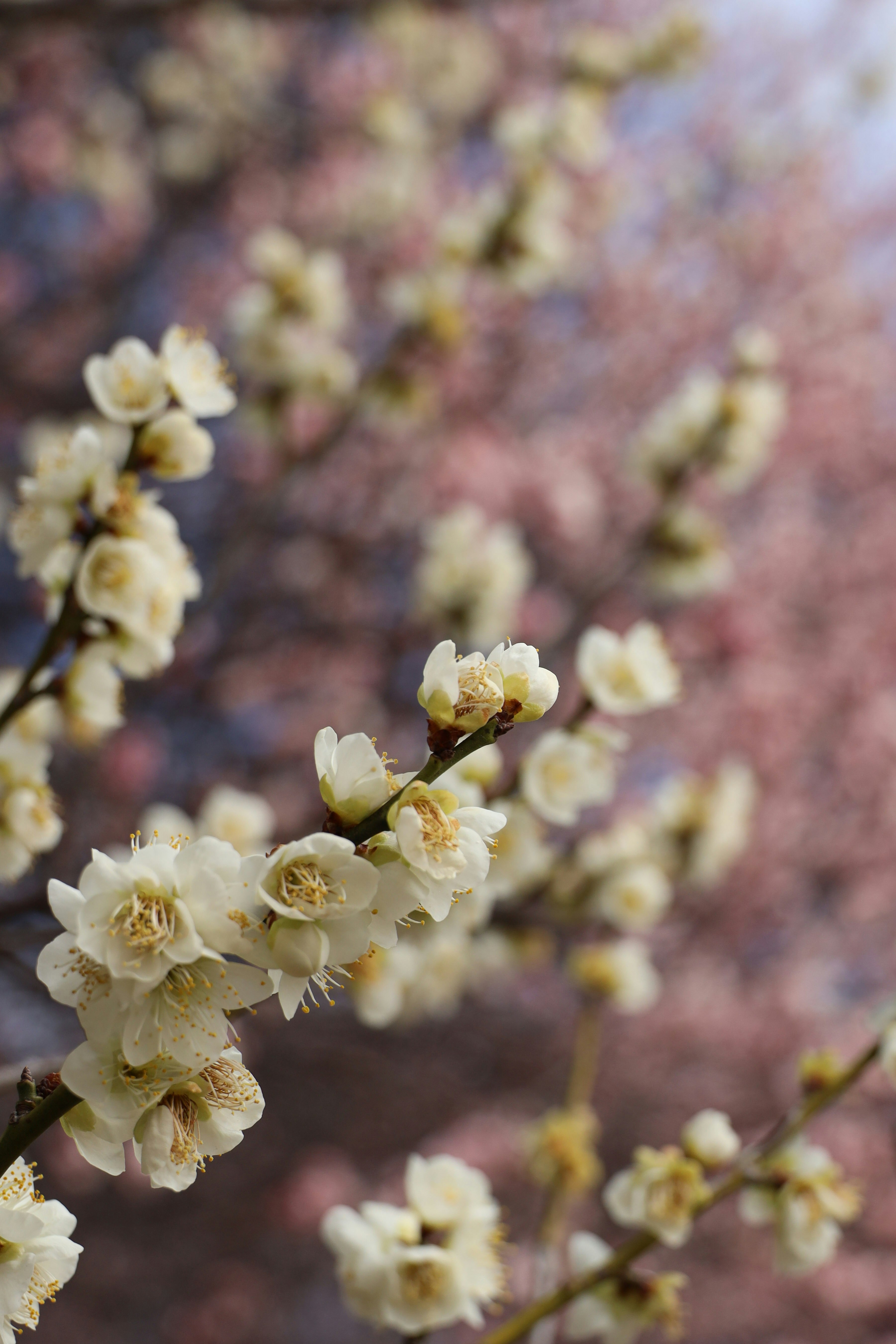 Primo piano di fiori di susino bianco su un ramo