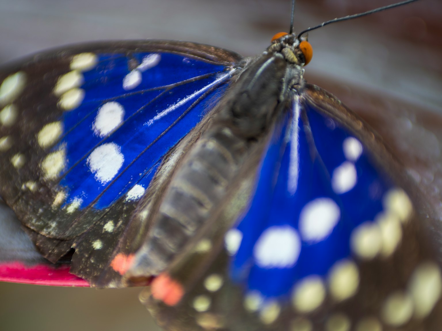 Nahaufnahme eines Schmetterlings mit blauen Flügeln und weißen Flecken
