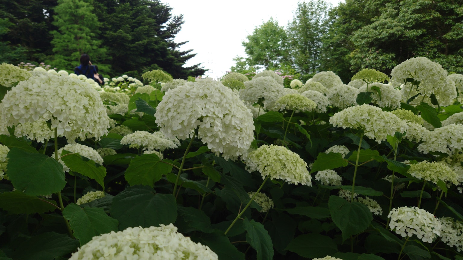 Kumpulan bunga hydrangea putih dikelilingi daun hijau