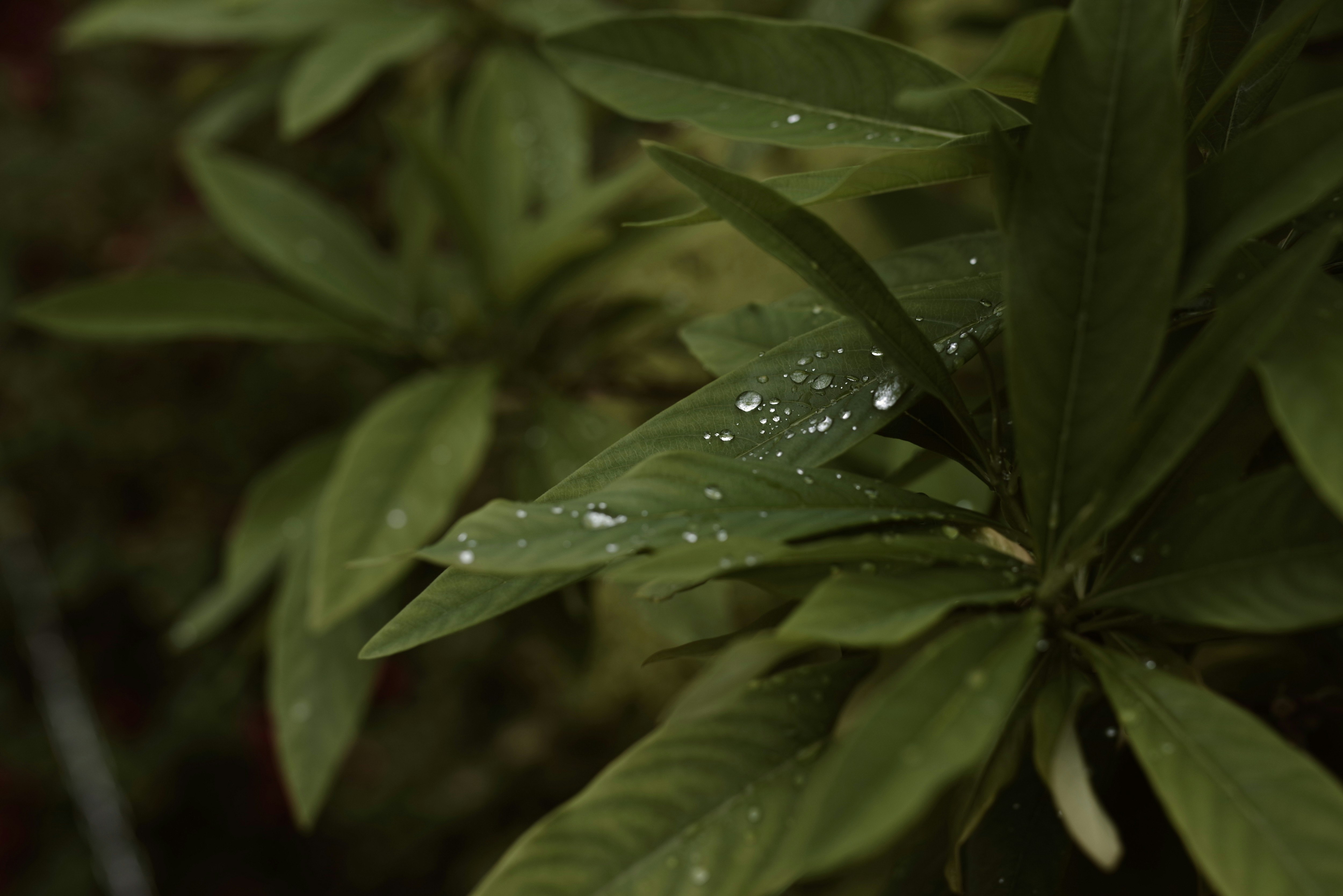 雨のしずくが葉っぱに乗っている緑のクローズアップ