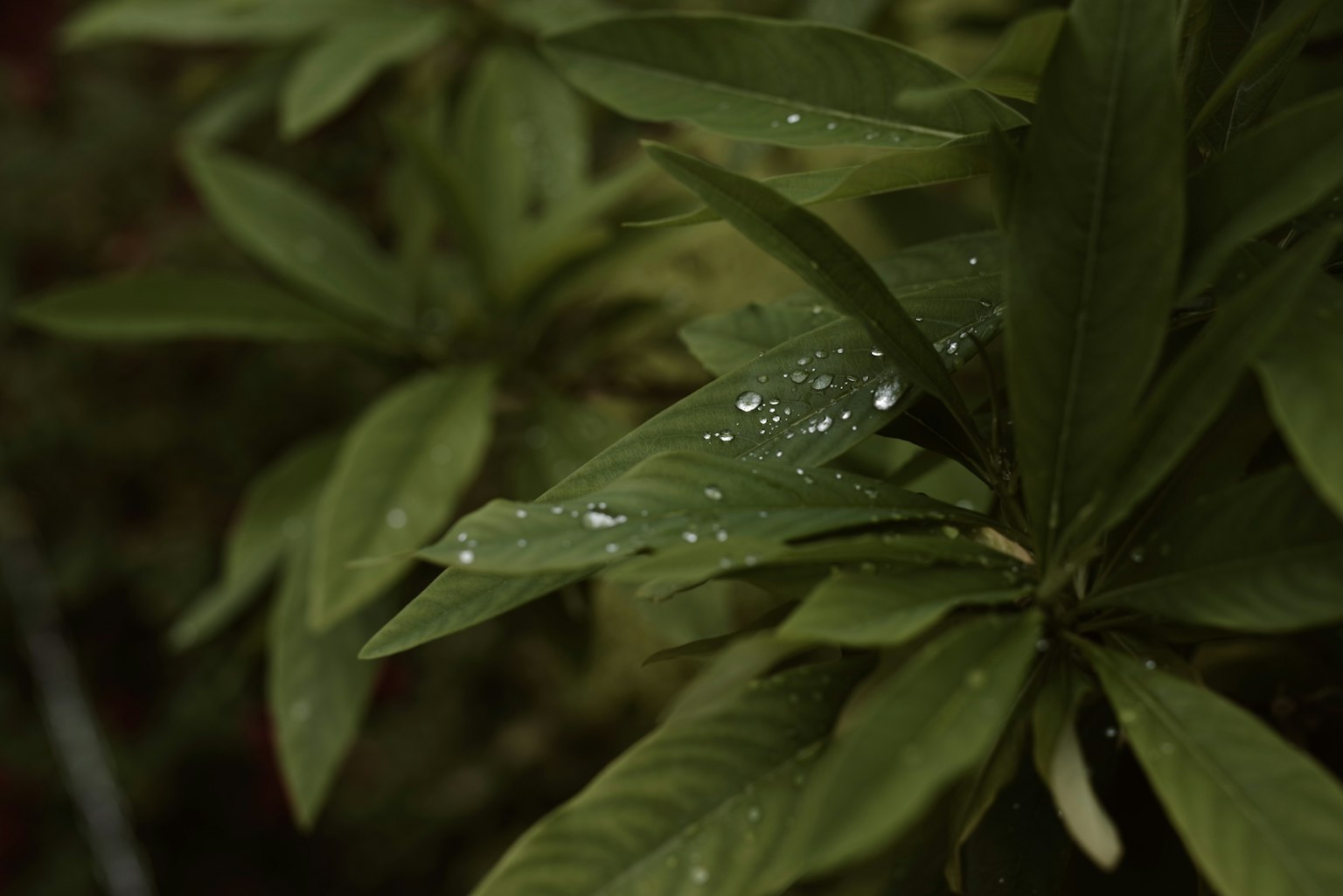 Nahaufnahme von grünen Blättern mit Wassertropfen