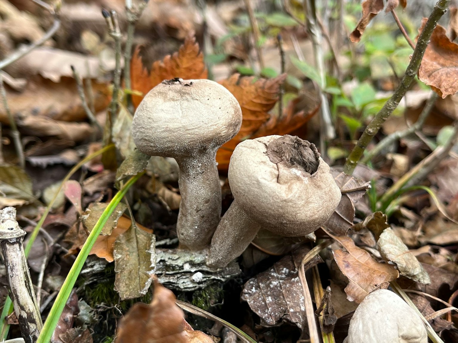 两只生长在地面上的蘑菇，周围有枯叶