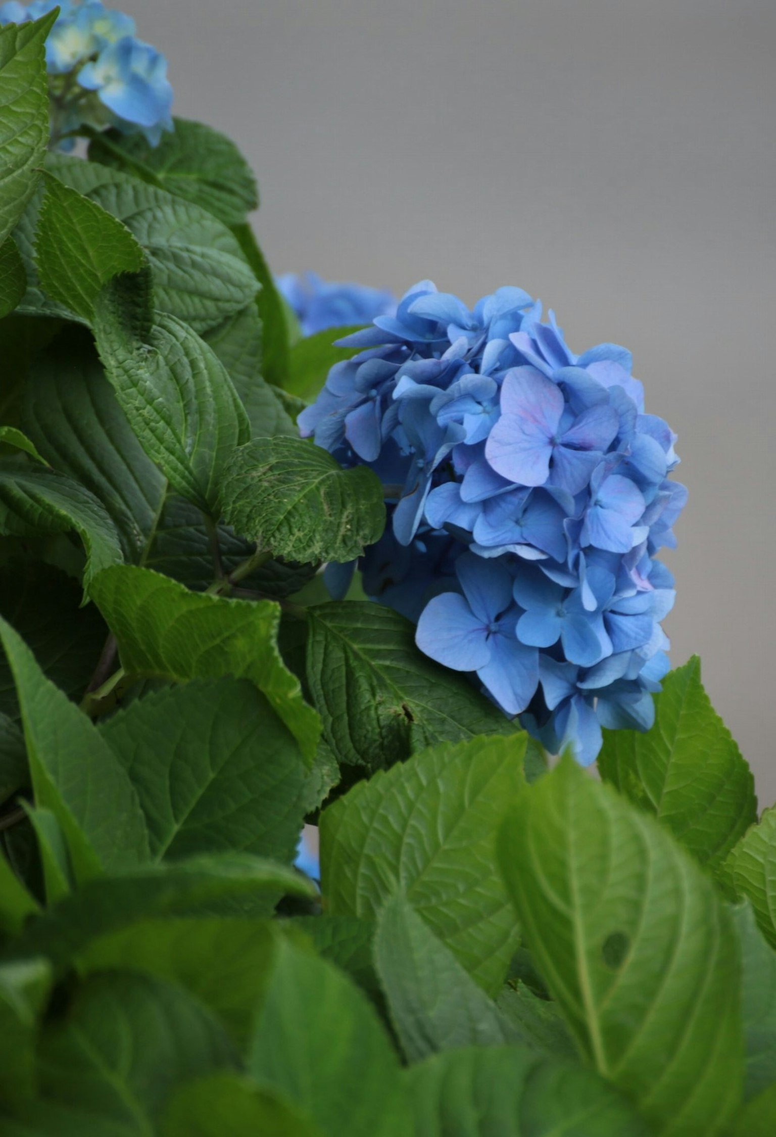Nahaufnahme von blauen Hortensienblüten und grünen Blättern