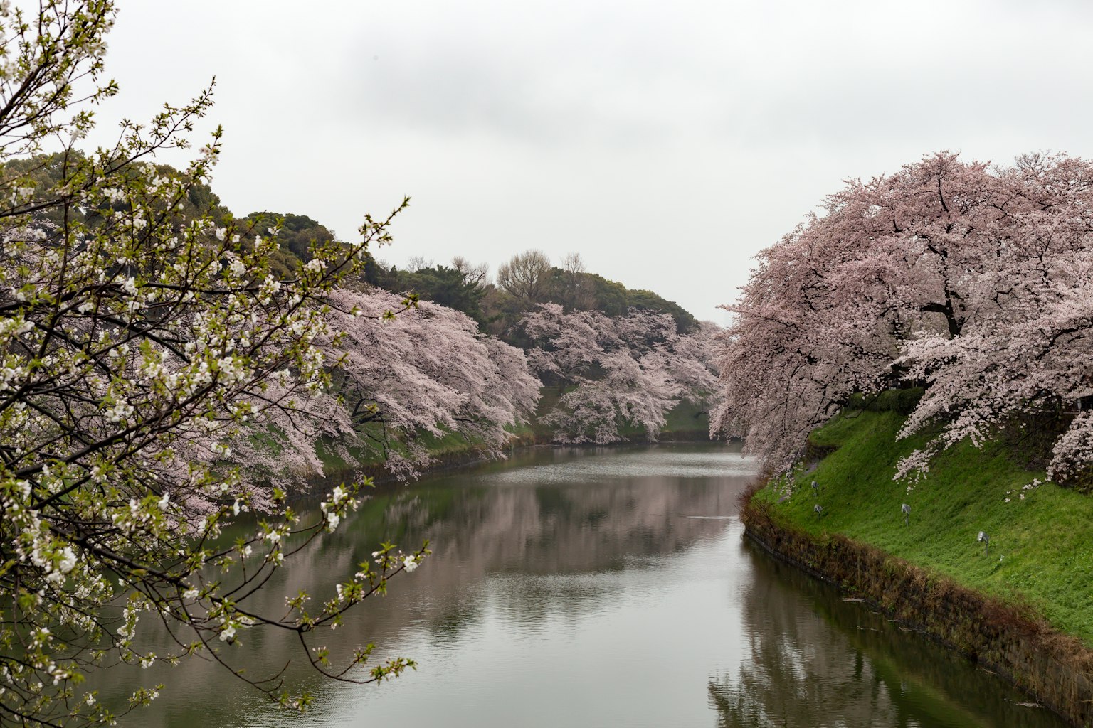 Paesaggio fluviale con alberi di ciliegio in fiore