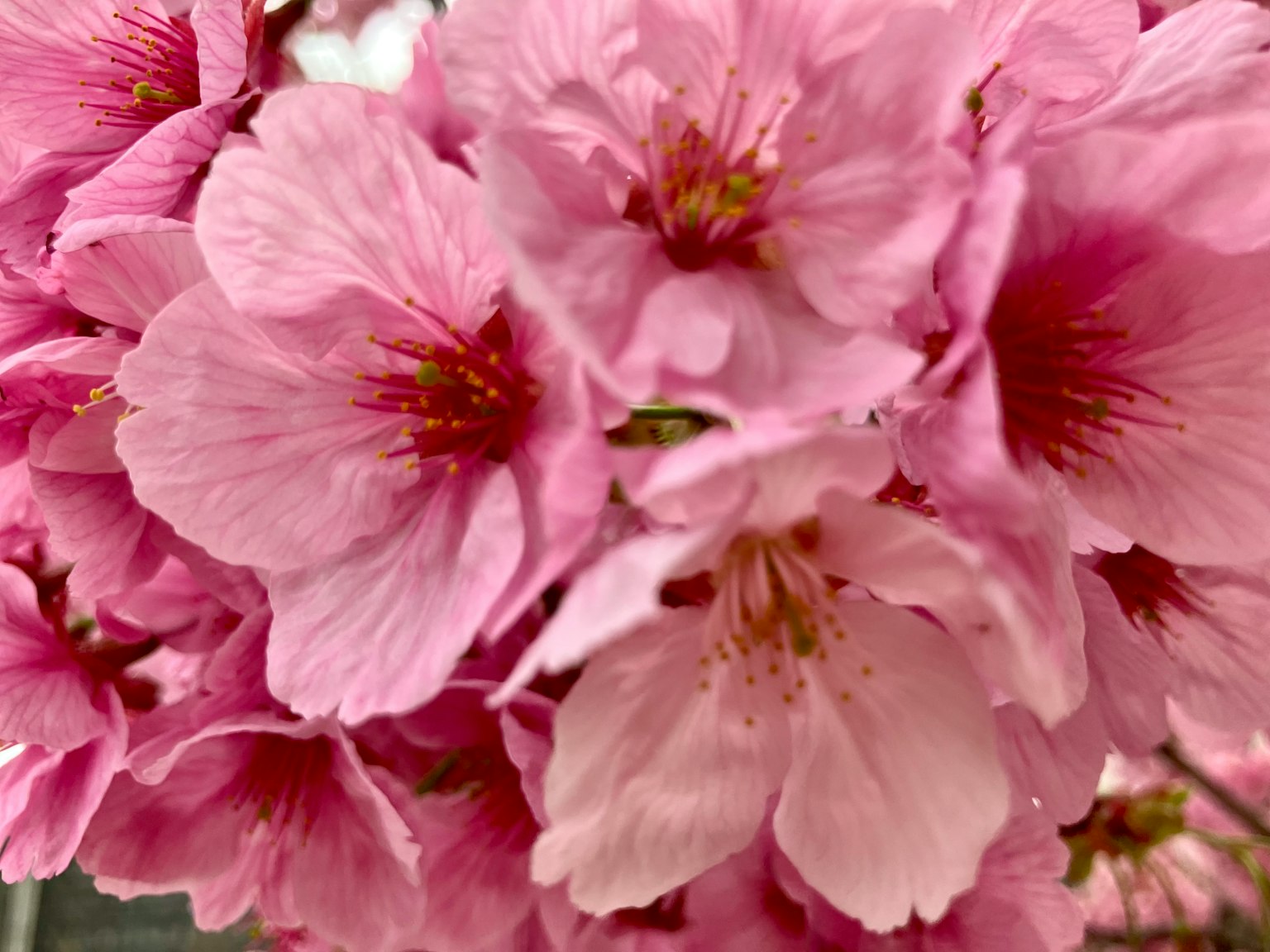 Gambar close-up bunga sakura merah muda yang mekar