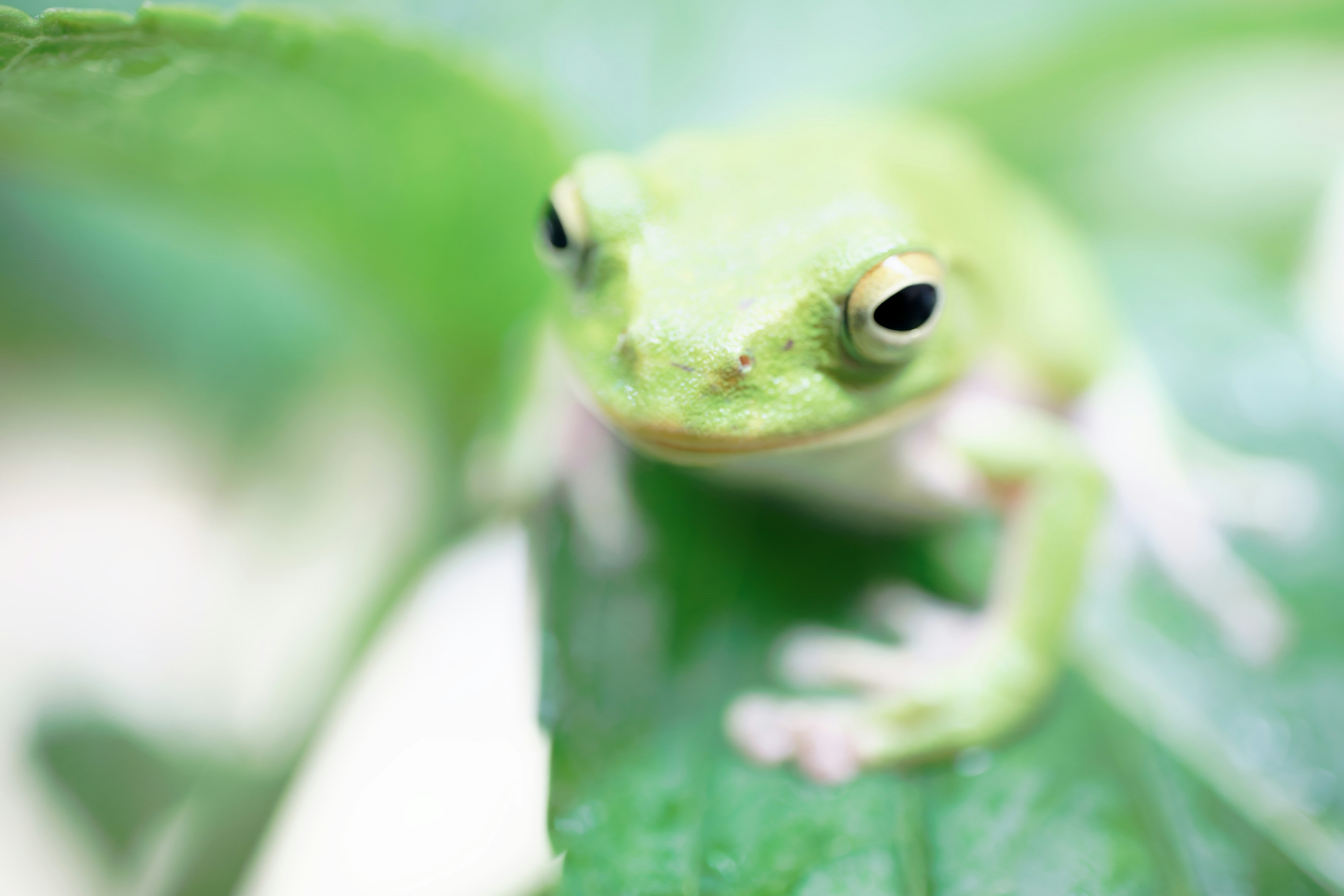 ボケた背景のモリアオガエルのアップ画像