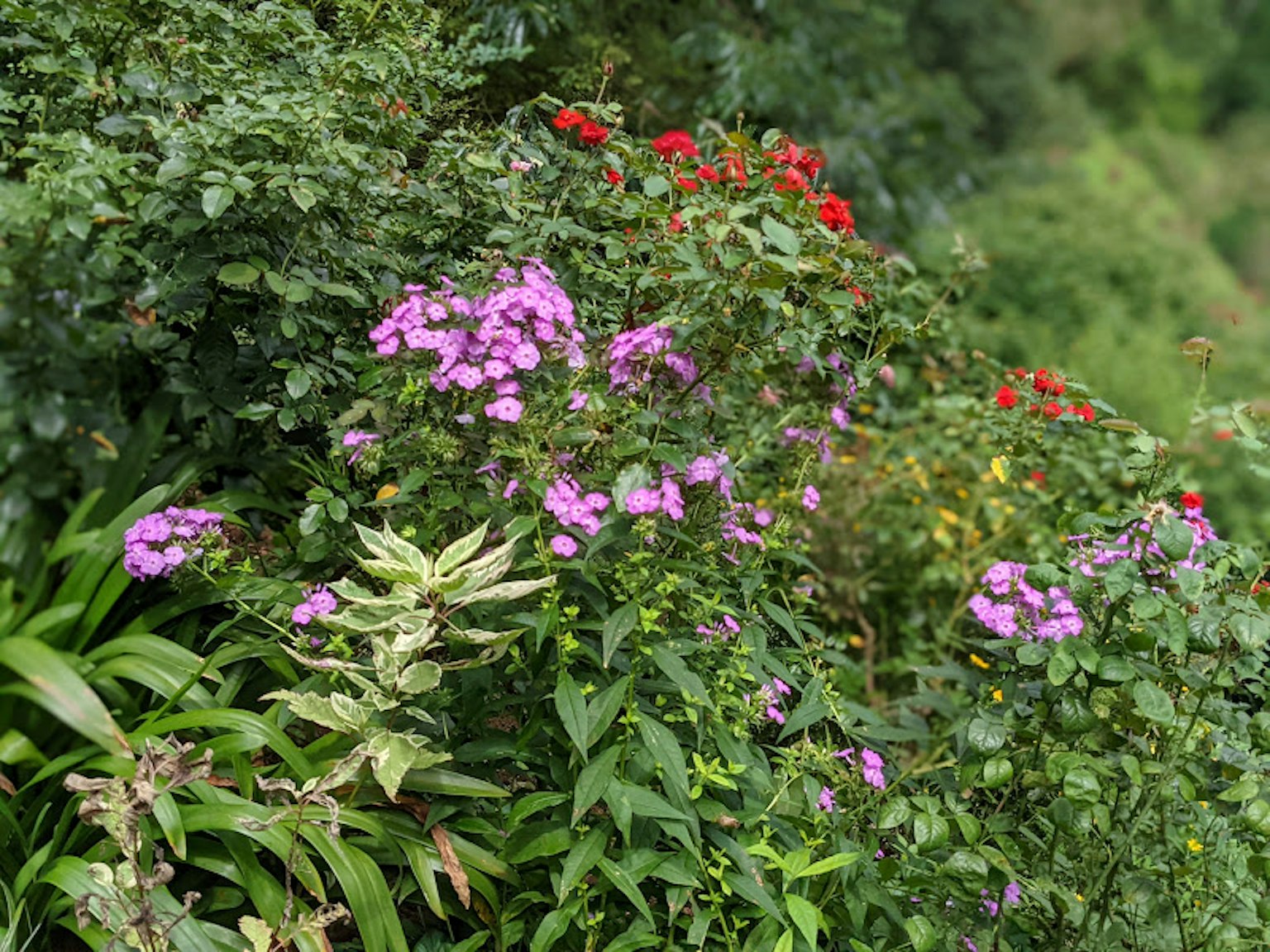 郁郁葱葱的花园景观，鲜艳的粉色和红色花朵
