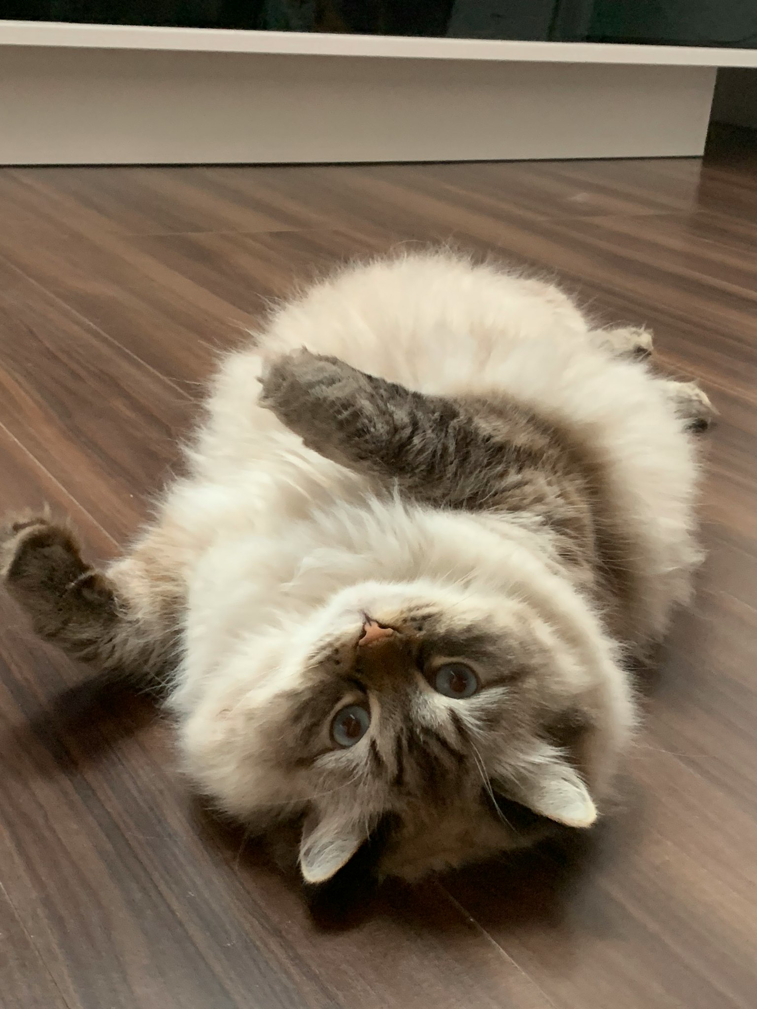 Gatto morbido sdraiato sulla schiena su un pavimento in legno