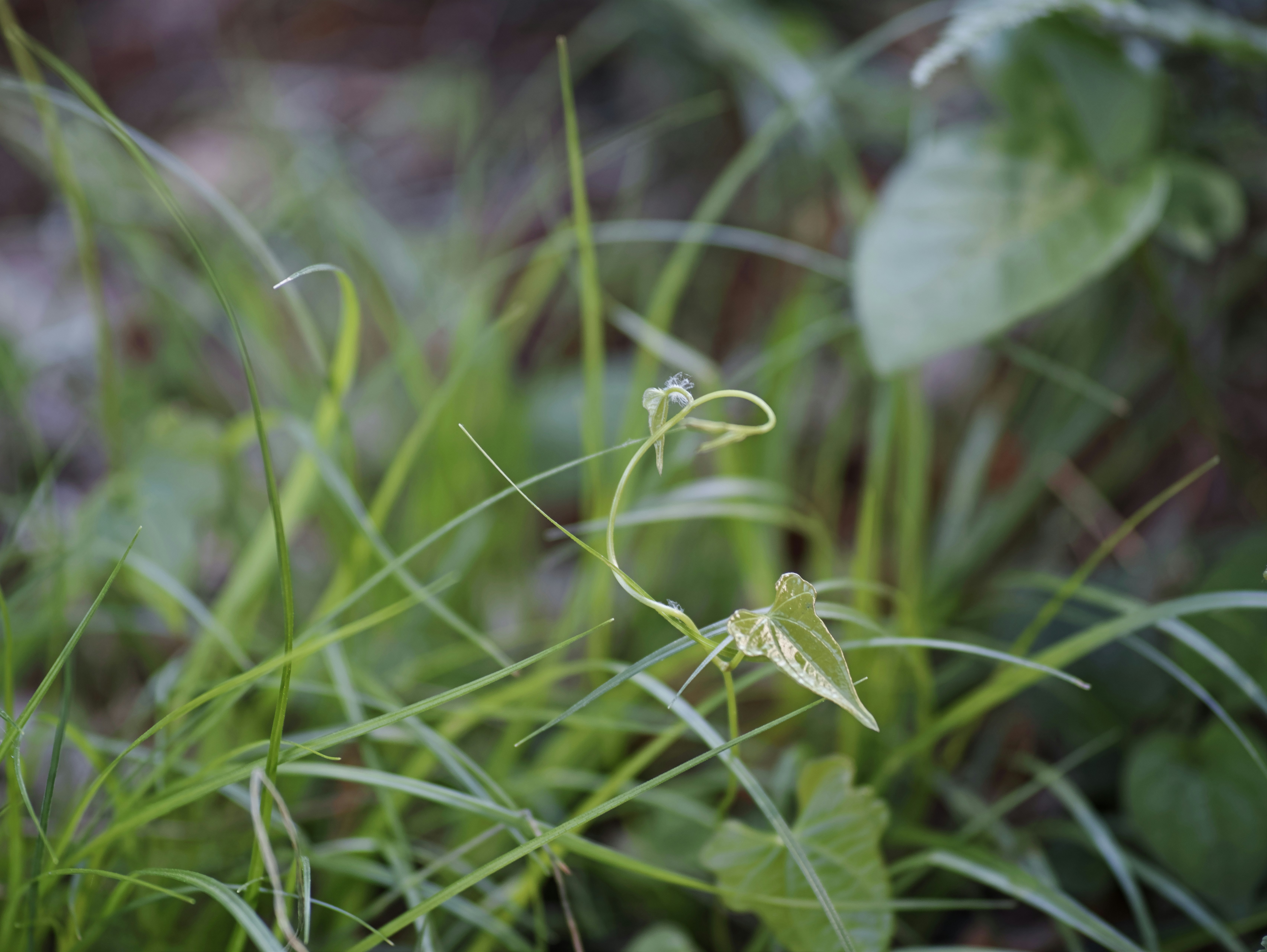 草むらの中で揺れる小さな新芽と葉