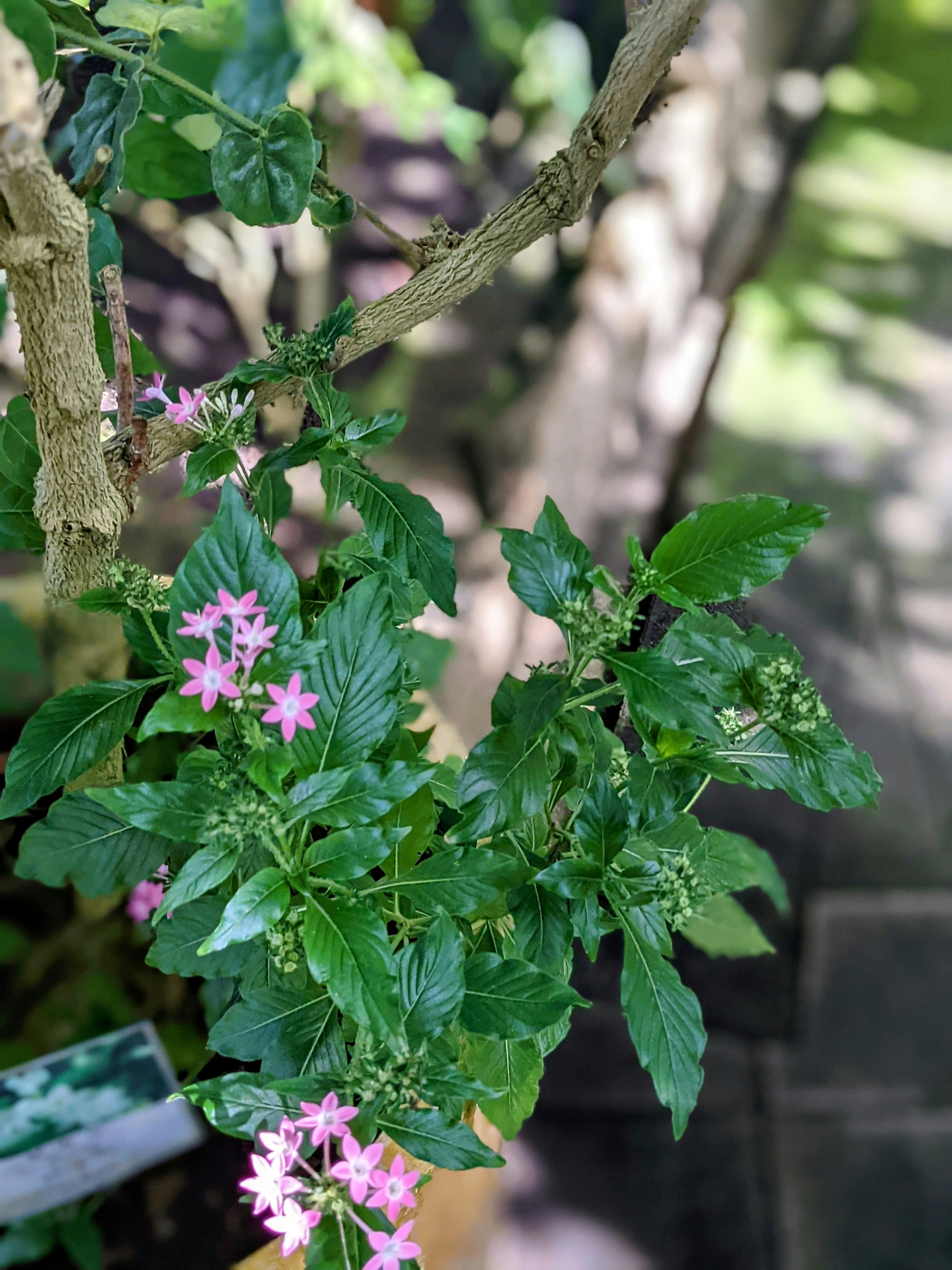 温室里的库菲亚·希索皮福利亚花与叶