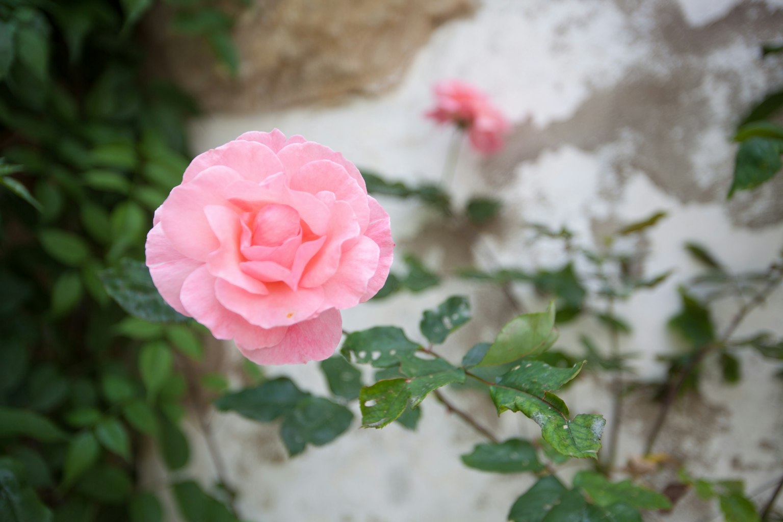 Una rosa rosa chiaro circondata da foglie verdi