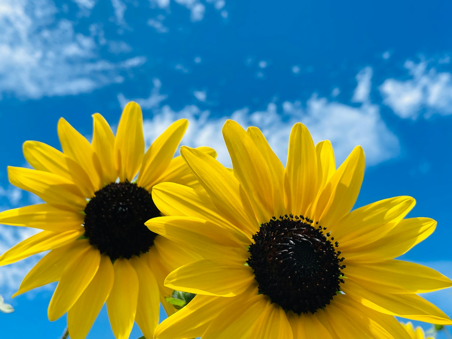 Two sunflowers blooming under a blue sky