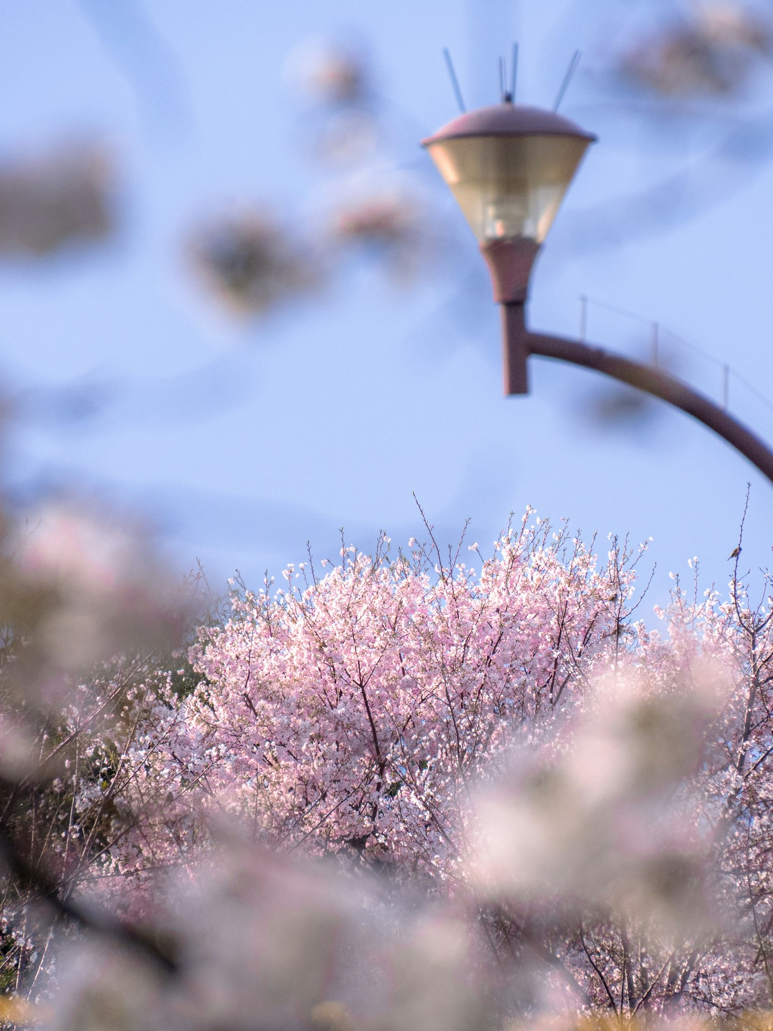 A scene featuring cherry blossom trees and a street lamp with soft pink petals in the background