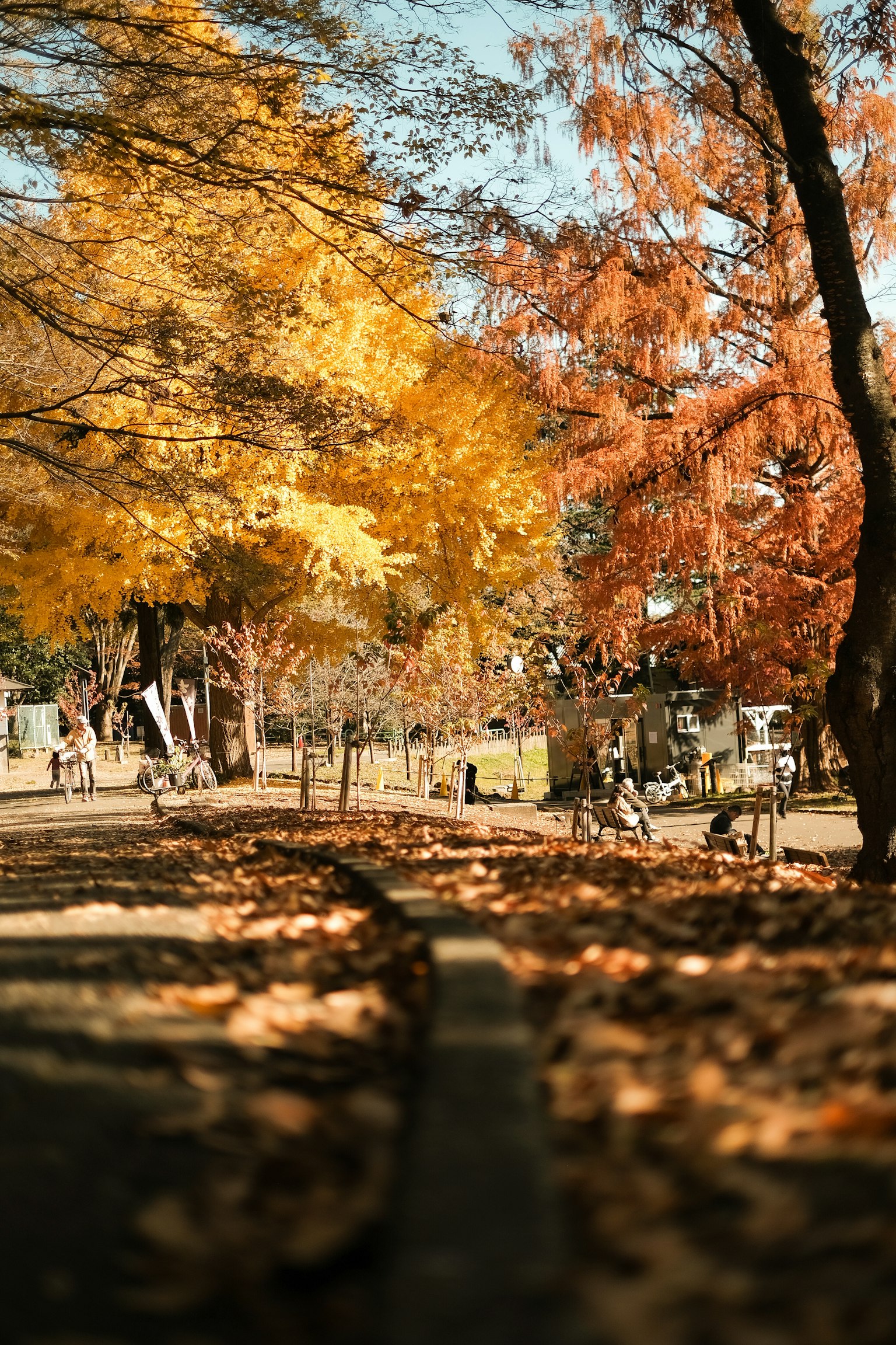 Scène de parc d'automne avec des feuilles jaunes et rouges éparpillées le long d'un chemin