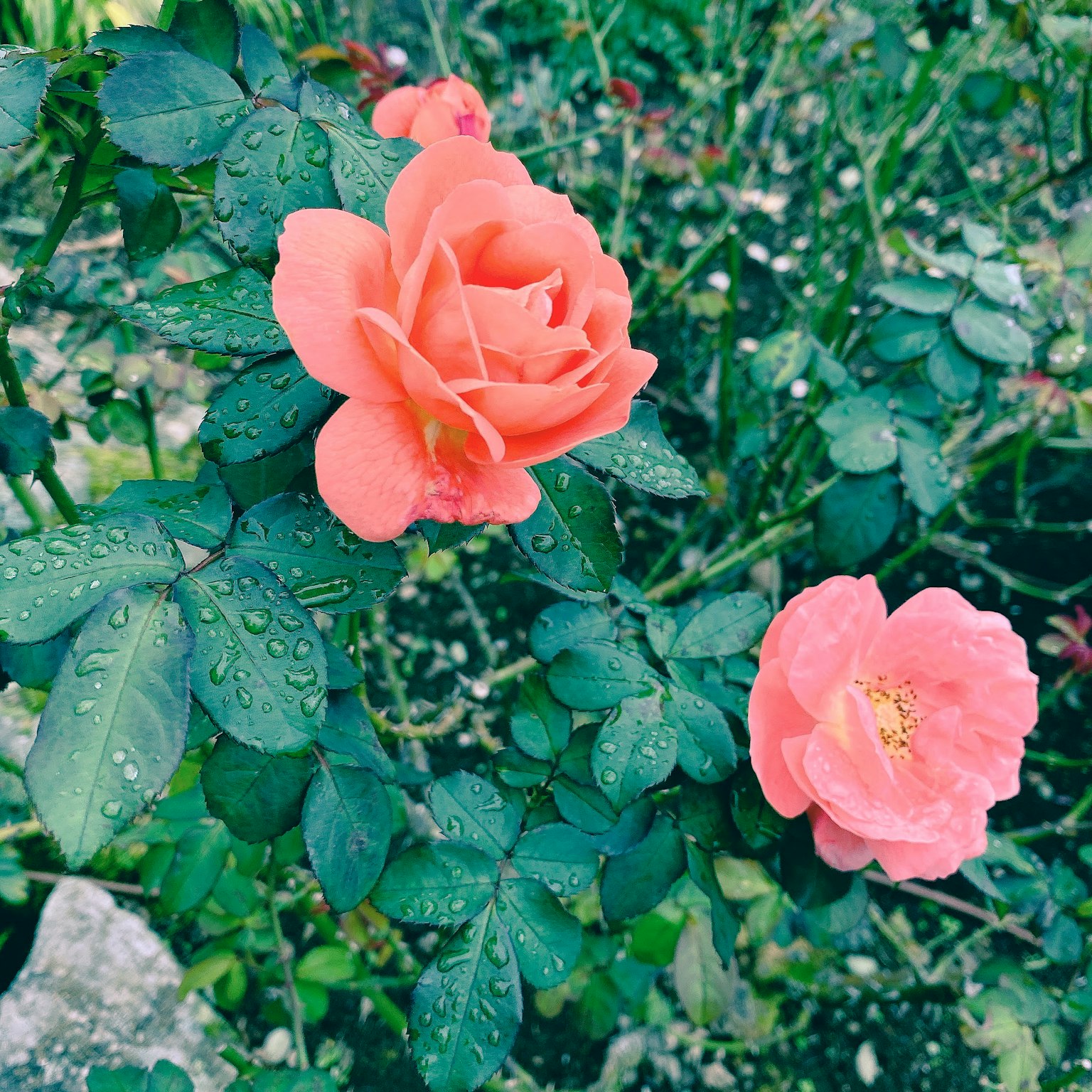 Une scène de jardin avec des roses orange et des gouttes d'eau