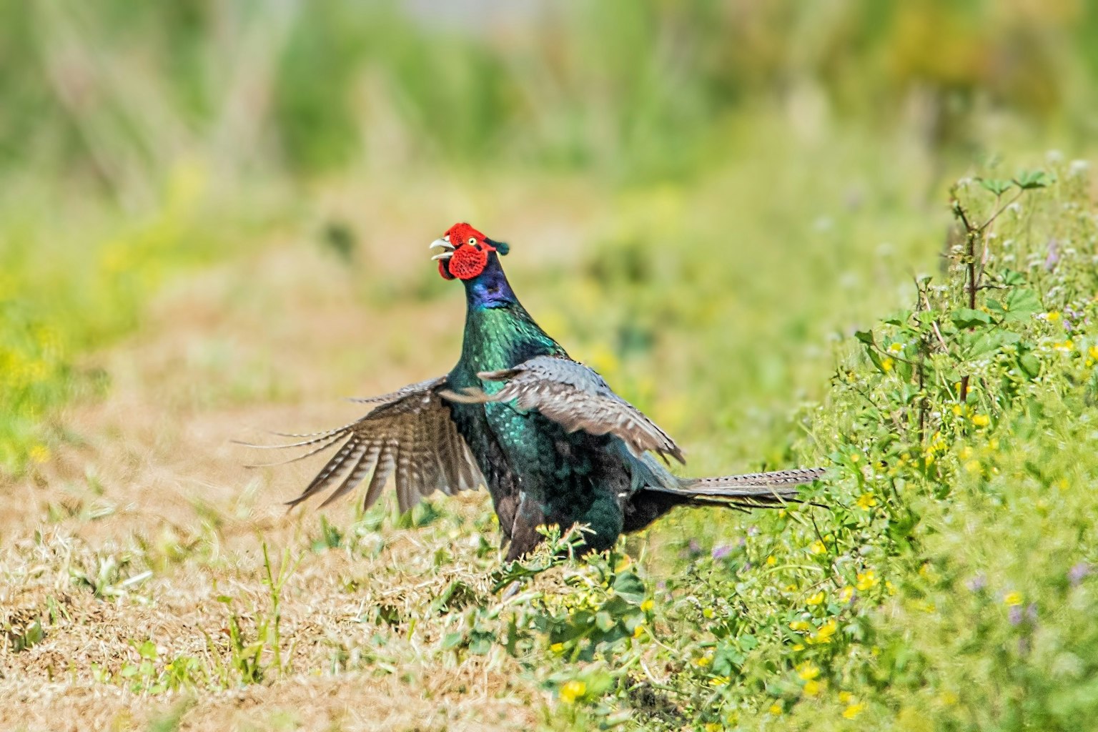 Un fagiano maschio che mostra le sue piume colorate in un campo erboso