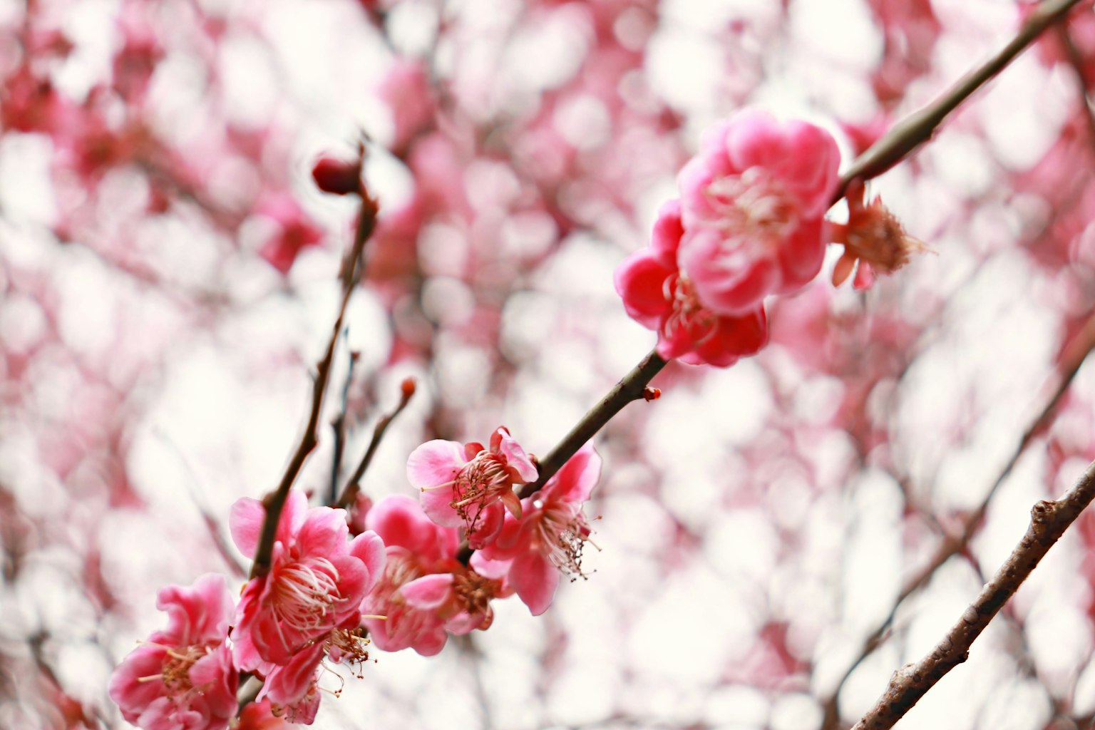 Close-up of plum tree branches with soft pink blossoms