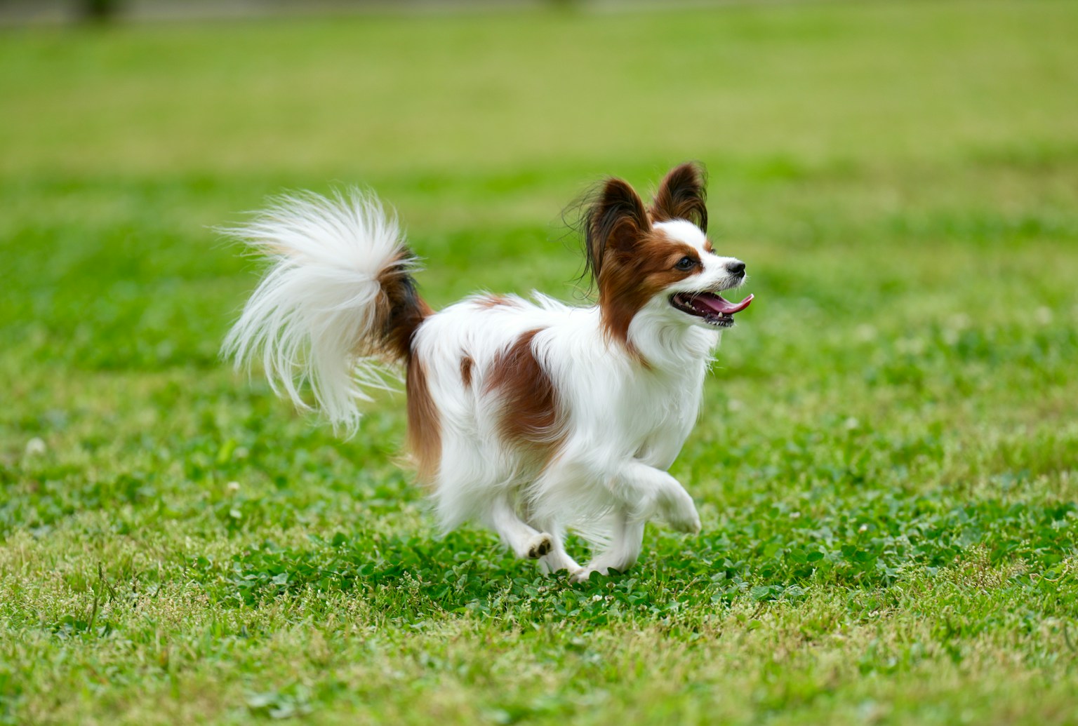 Papillon dog running in a green field