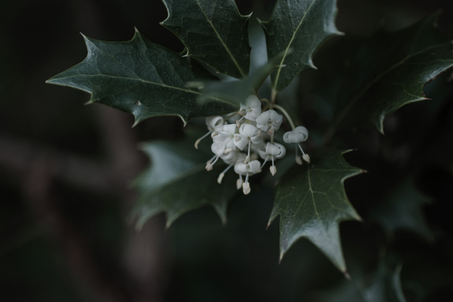 黑暗背景下的冬青叶和白花