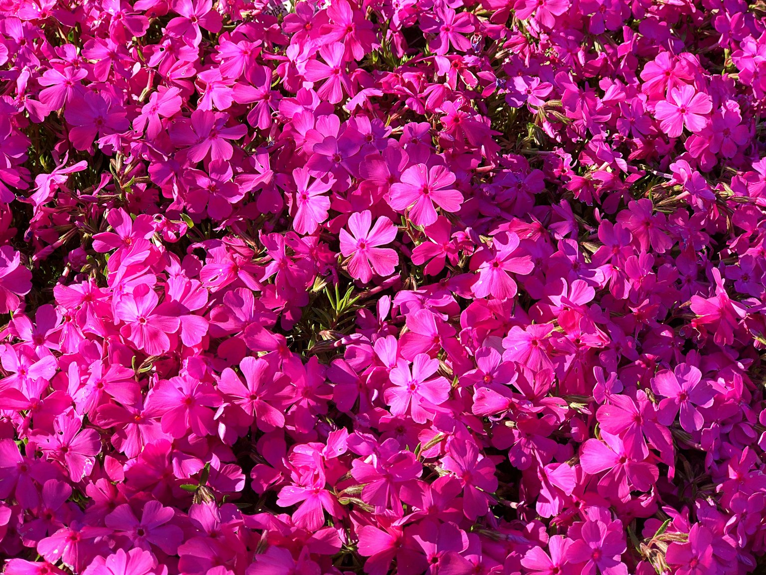 Fiori rosa vivaci che fioriscono in abbondanza