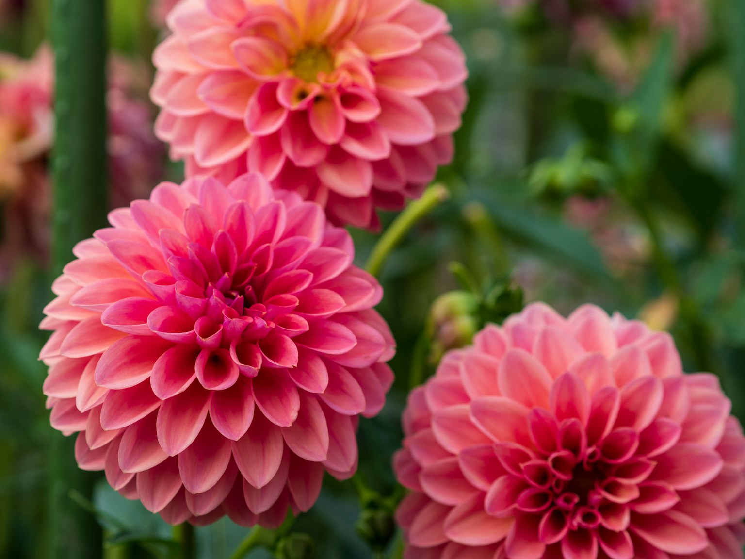 Blühende rosa Dahlienblumen in einem Garten