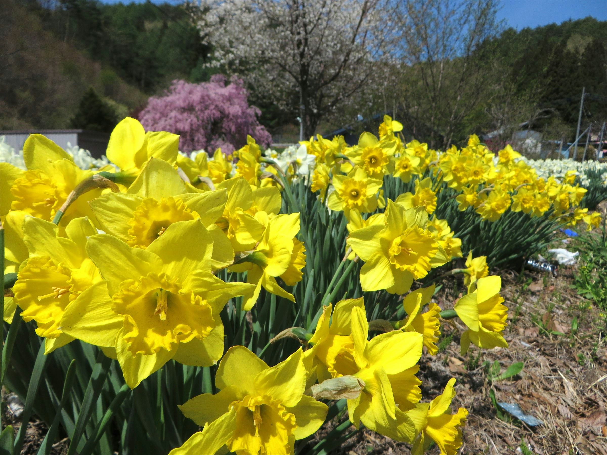 giacinti gialli in un’aiuola in fiore